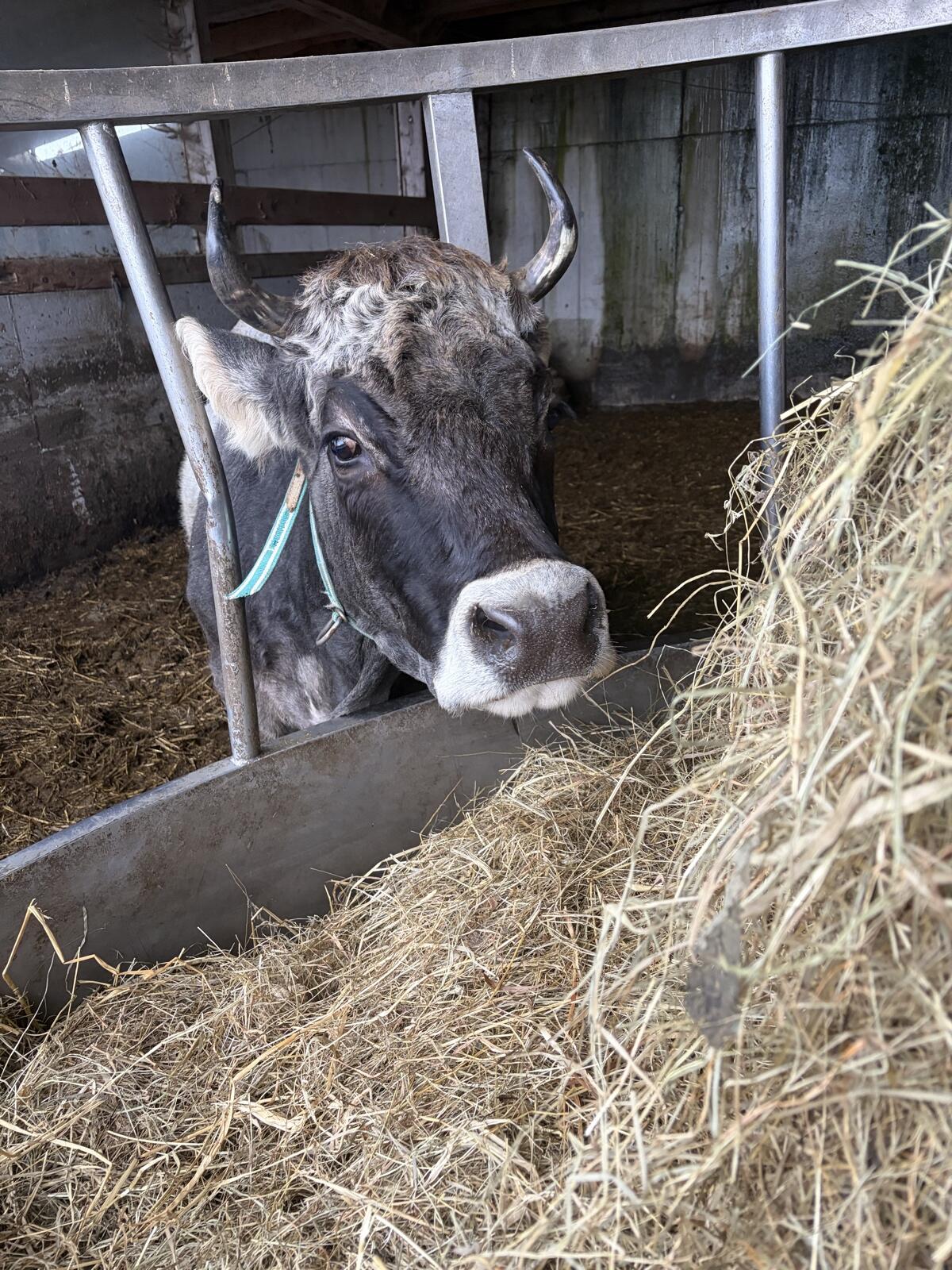 Tiroler Grauvieh Mutterkuh mit Horn 2