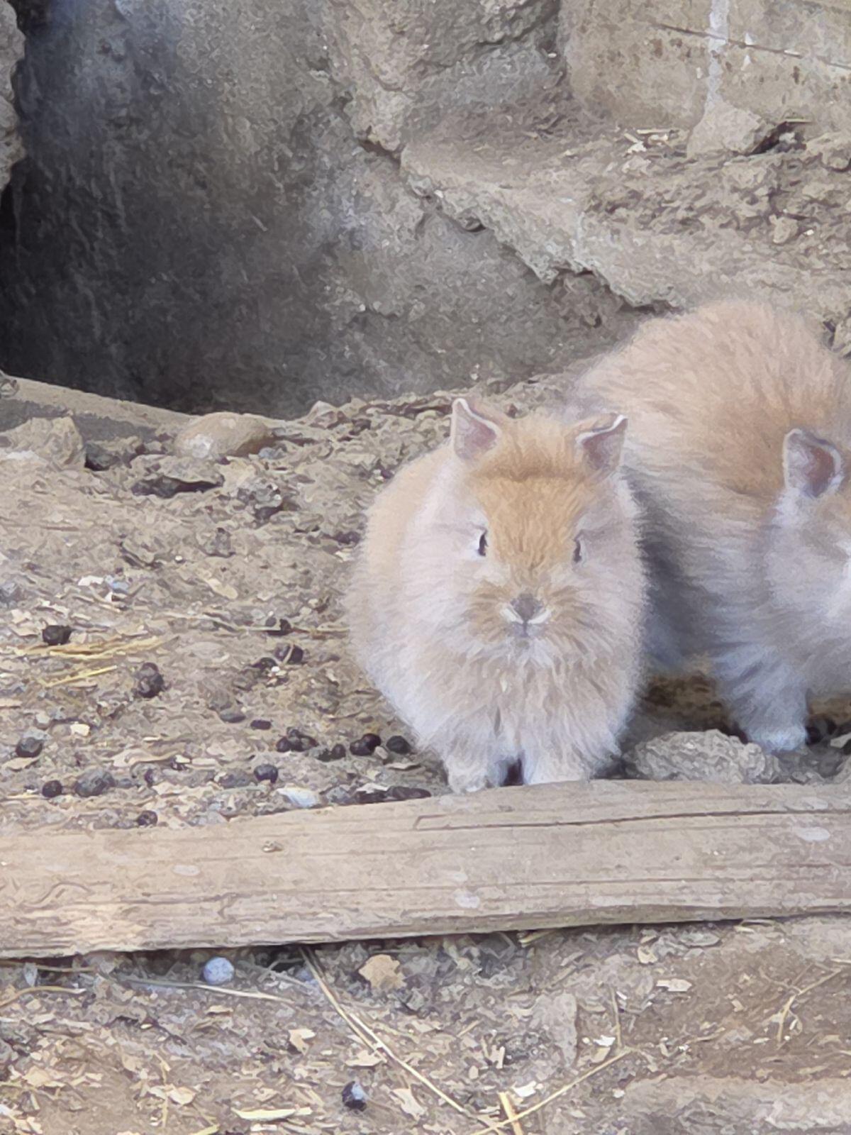 Zwergkaninchen Langhaar 2