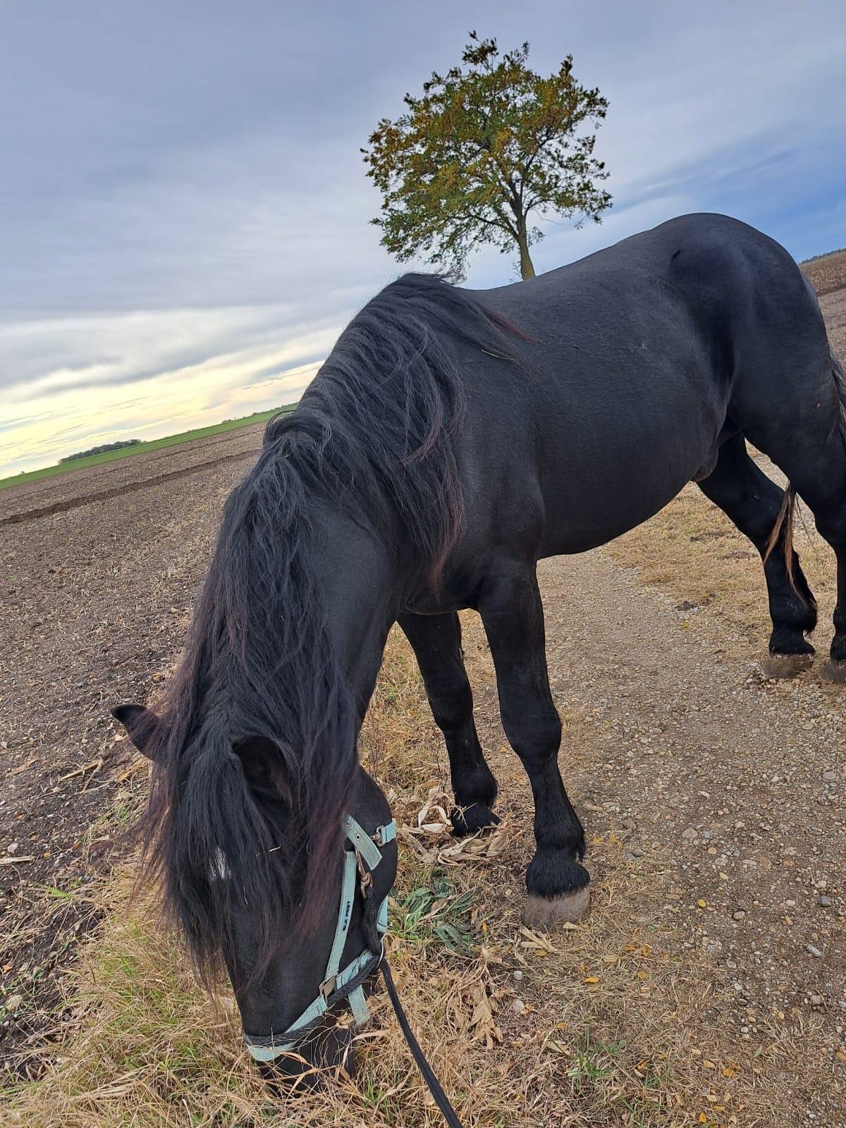 2 Wundervolle Noriker 3