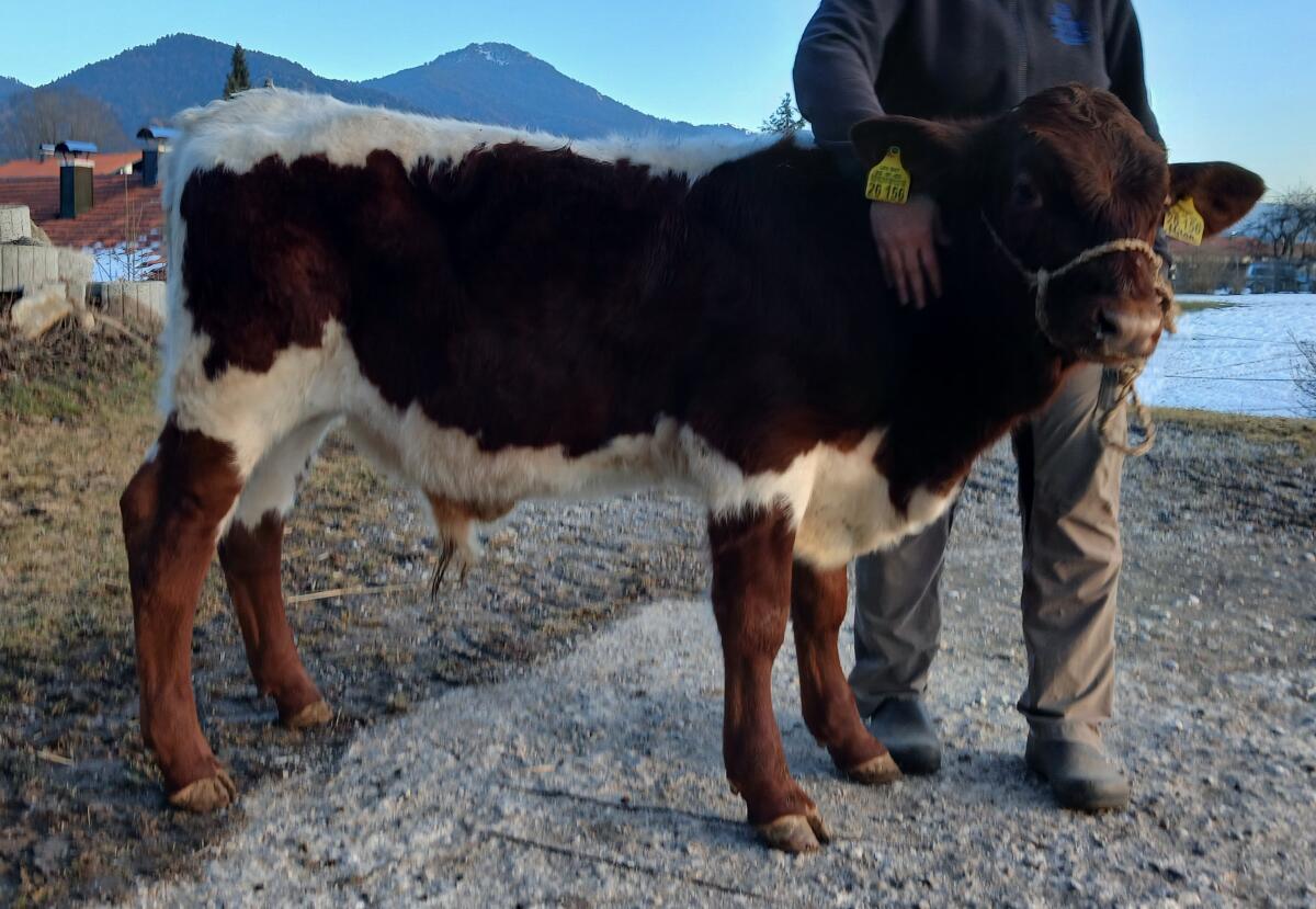 Pinzgauer Stier Absetzer Zucht 2