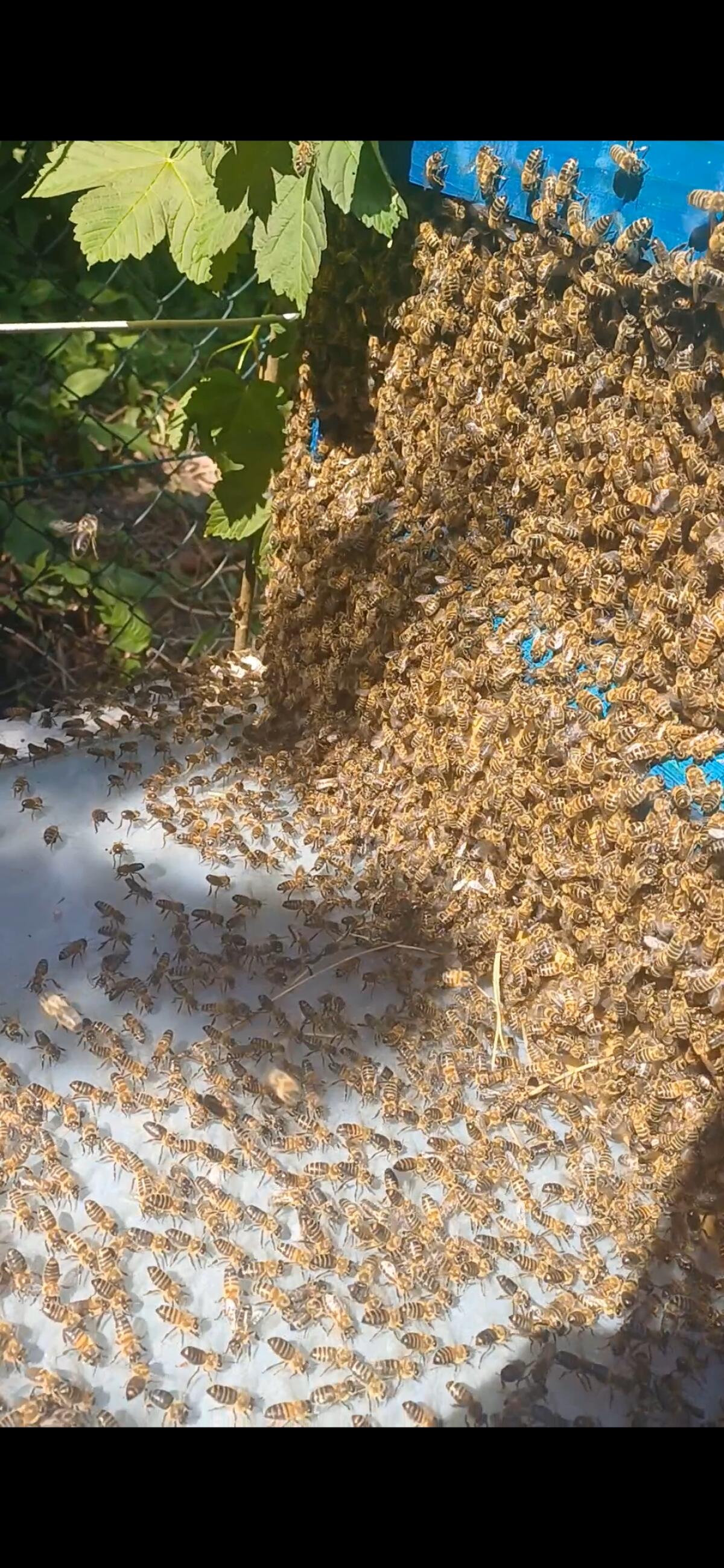 Bienenvölker Zander 3