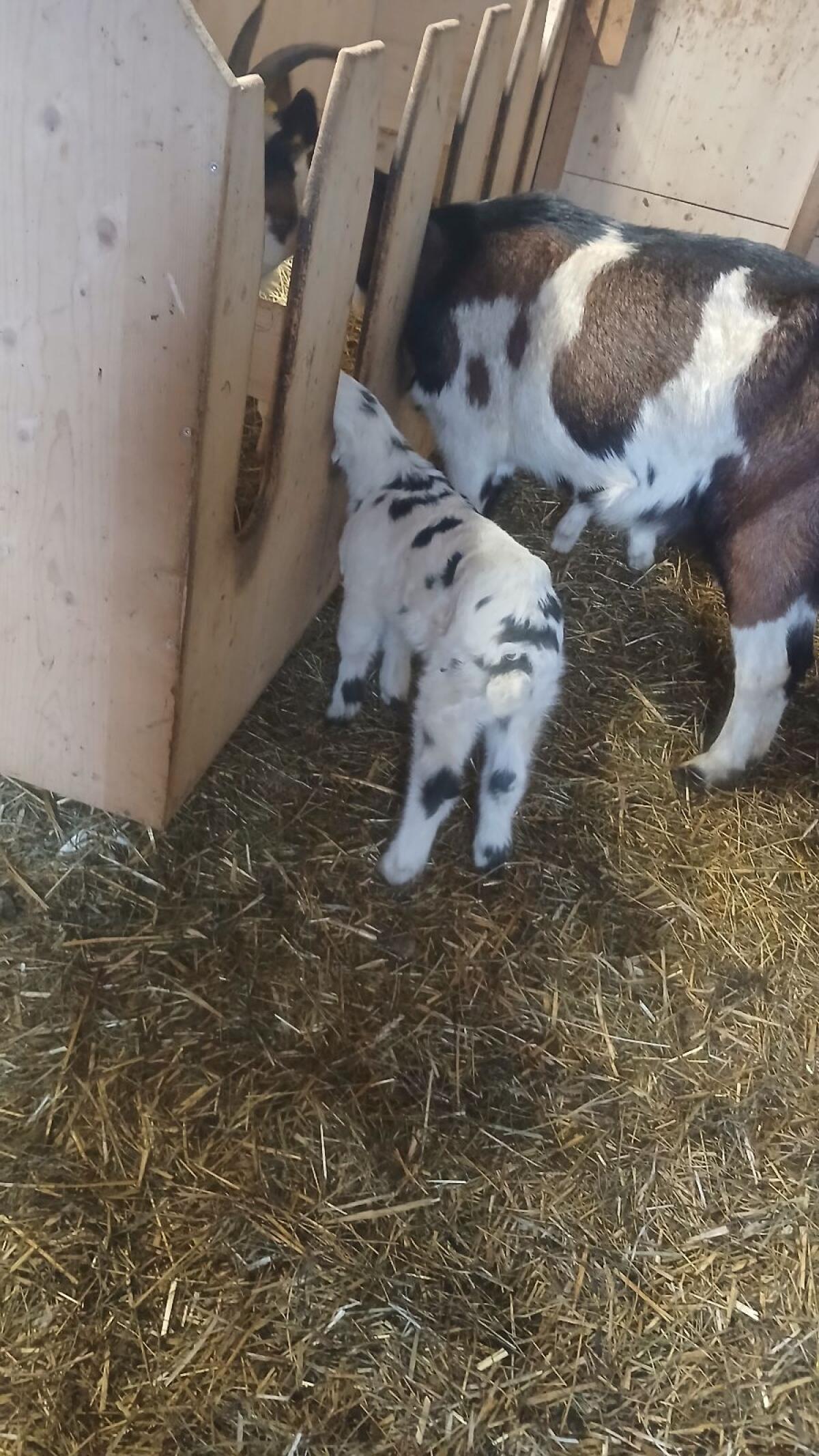 Verkaufe Weibliches Tauernscheckenkitz 3