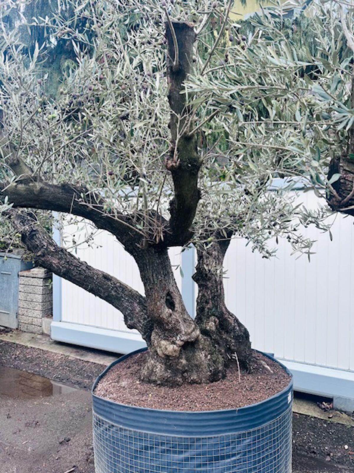 3-fach XL Olivenbaum Urlaub für zu Hause 2