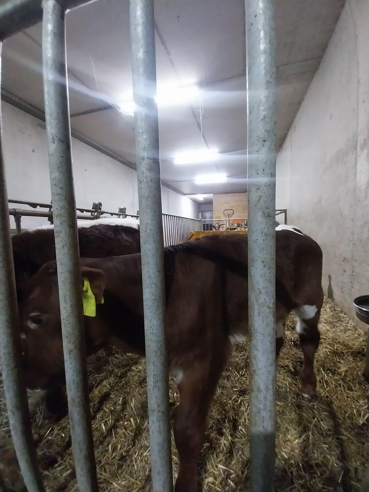 Stierkalb Pinzgauer/Rf 2