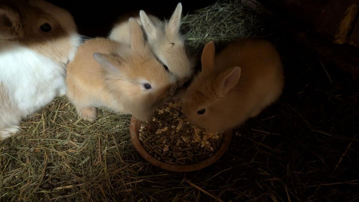 Löwenkopf Zwergkaninchen in allen Farben 3