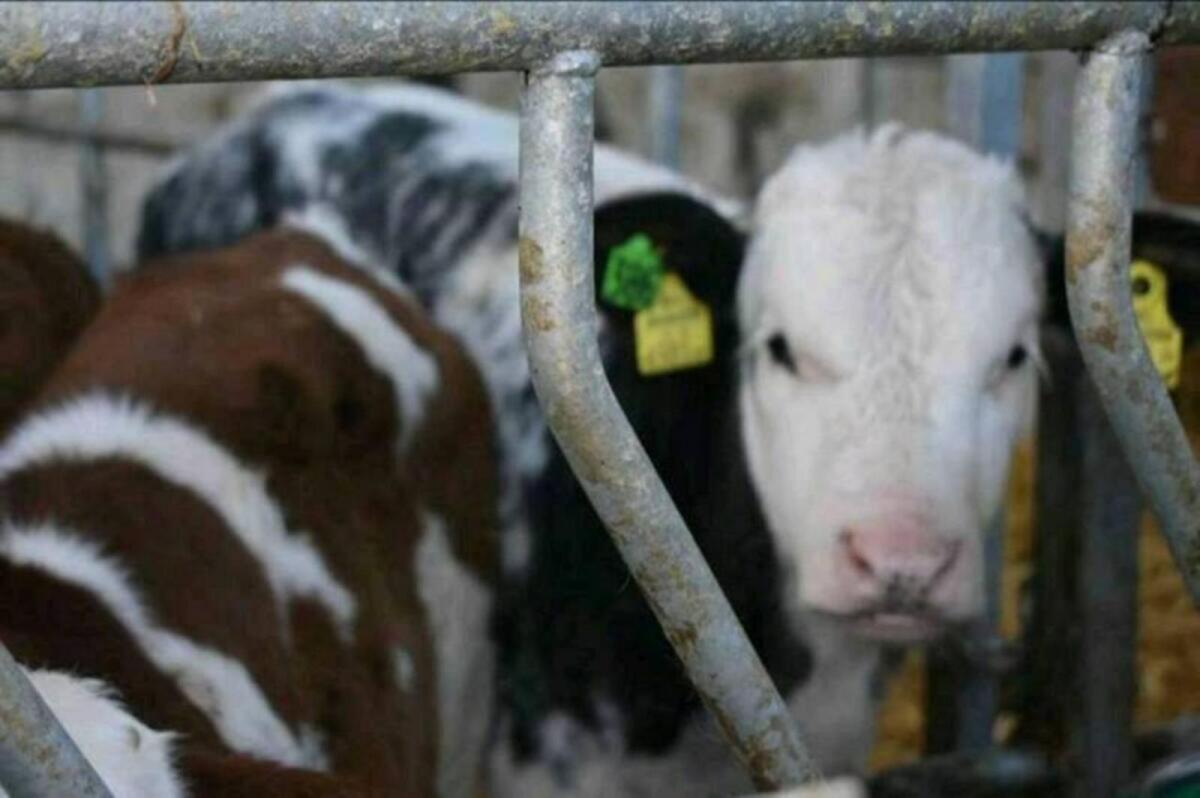 Einsteller, Fresser, Ochsen 3