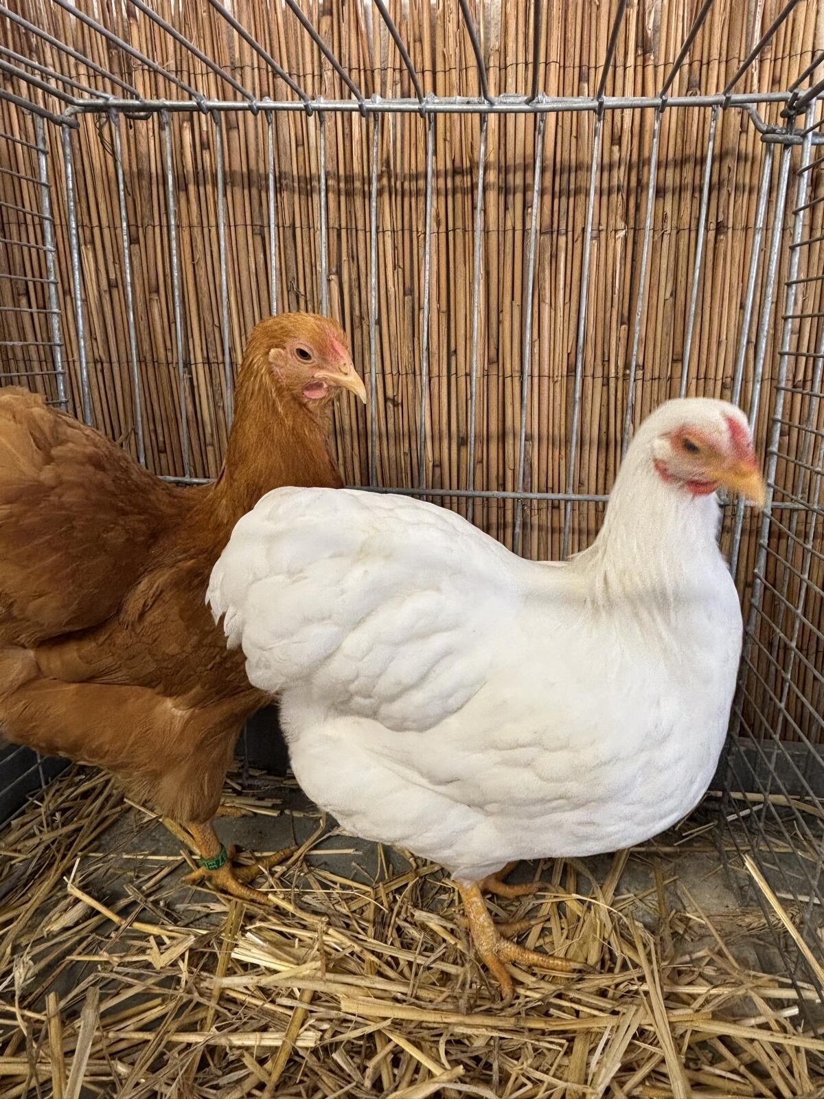 Zwerg Wyandotten Hennen 3