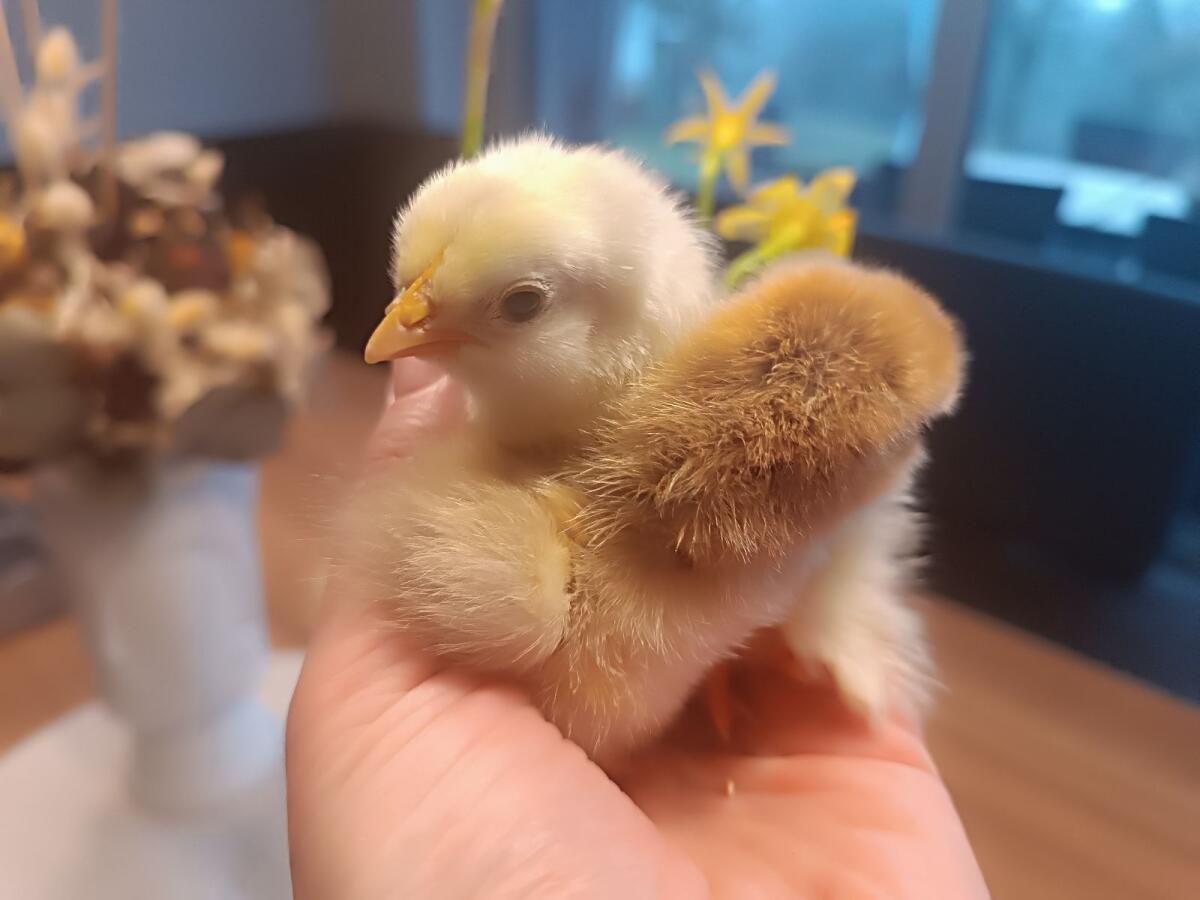 Mixküken aus Großrassen 2