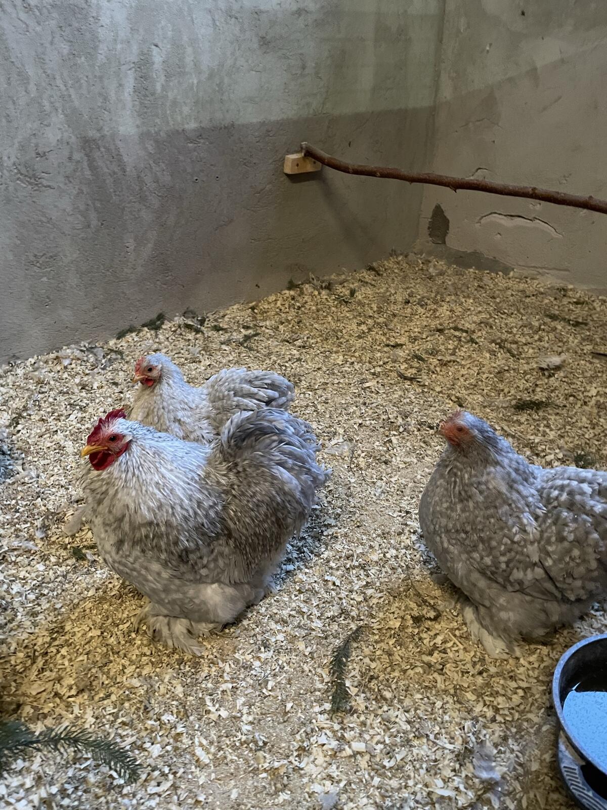 Zwerg Cochin Stamm perlgrau gesperbert 2