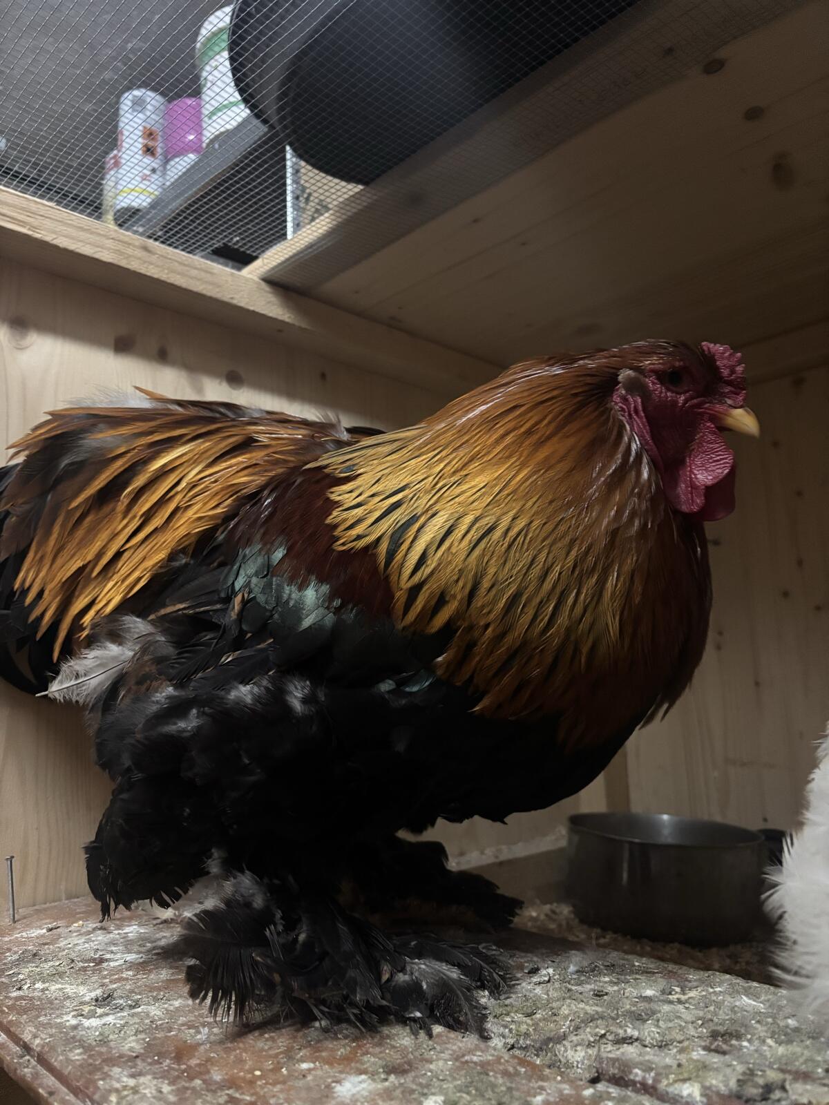 Brahma Hahn Rebhuhnfärbig 2