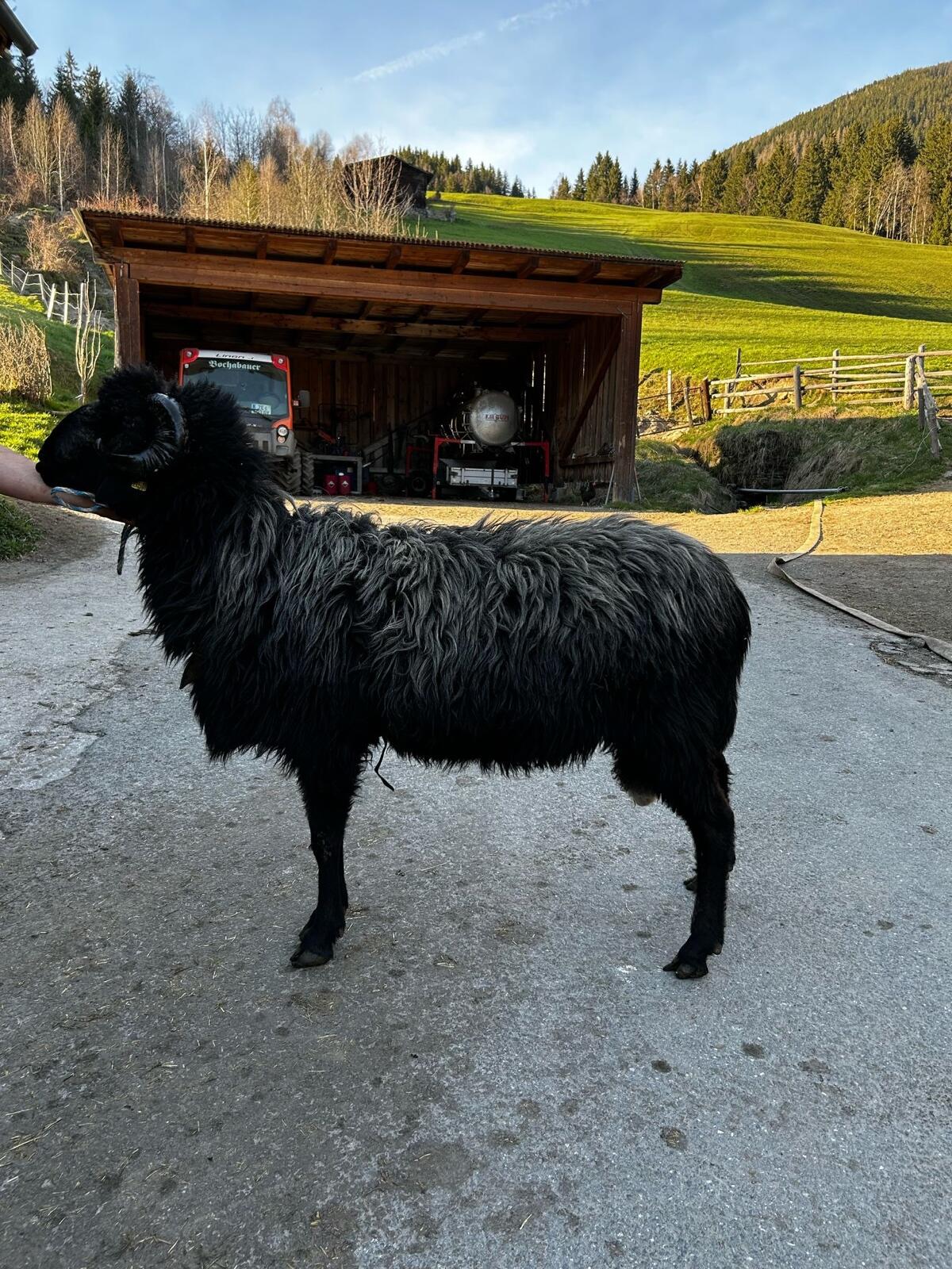 Verkaufe Tiroler Steinschaf Widder 3