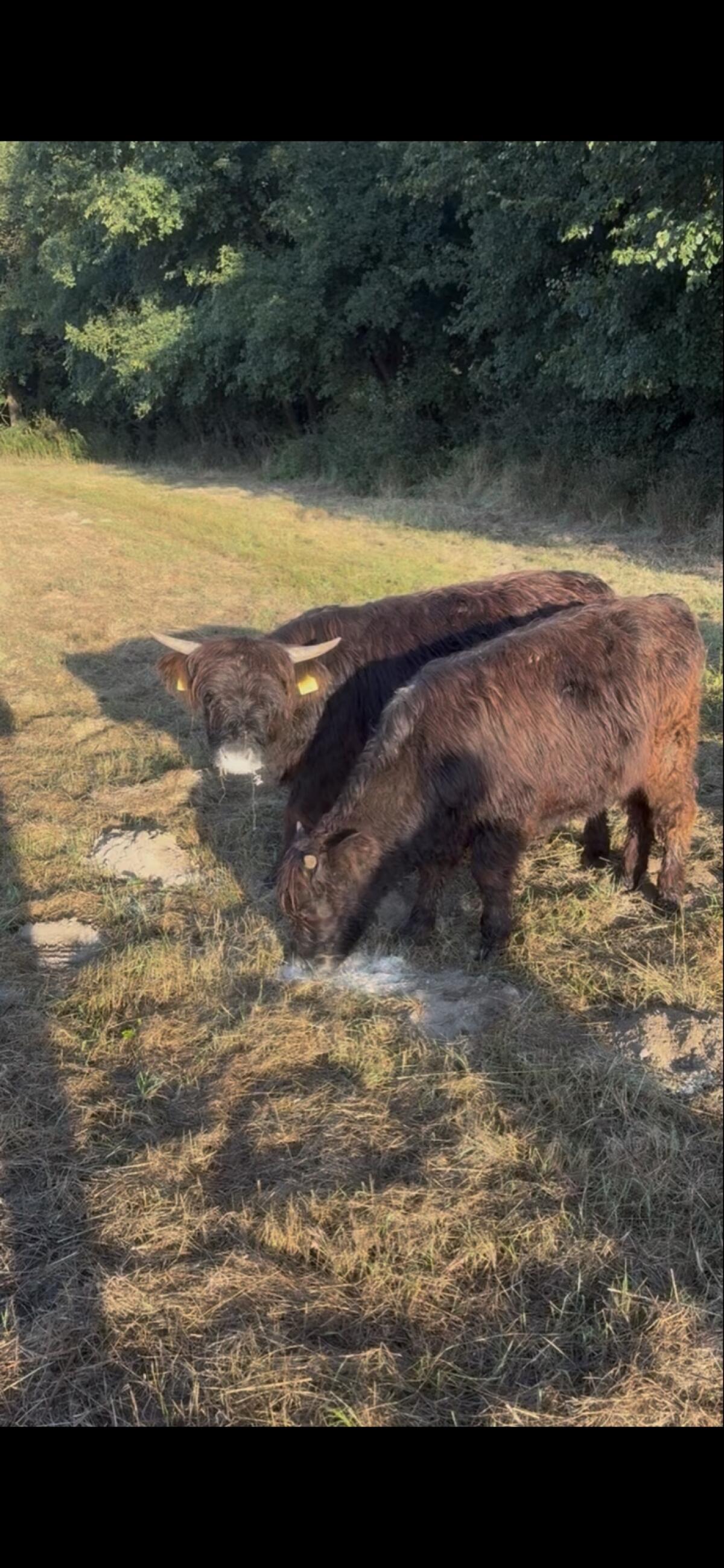 Hochlandrinder Kühe/Kalbinnen 3