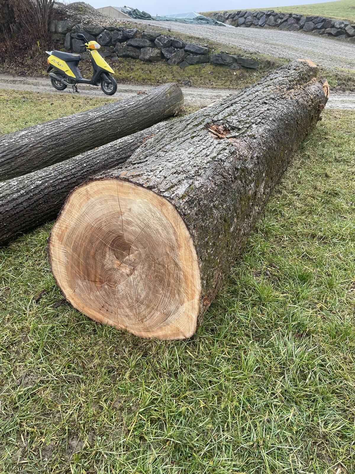 Ulme Stammholz 2 Stk. 3