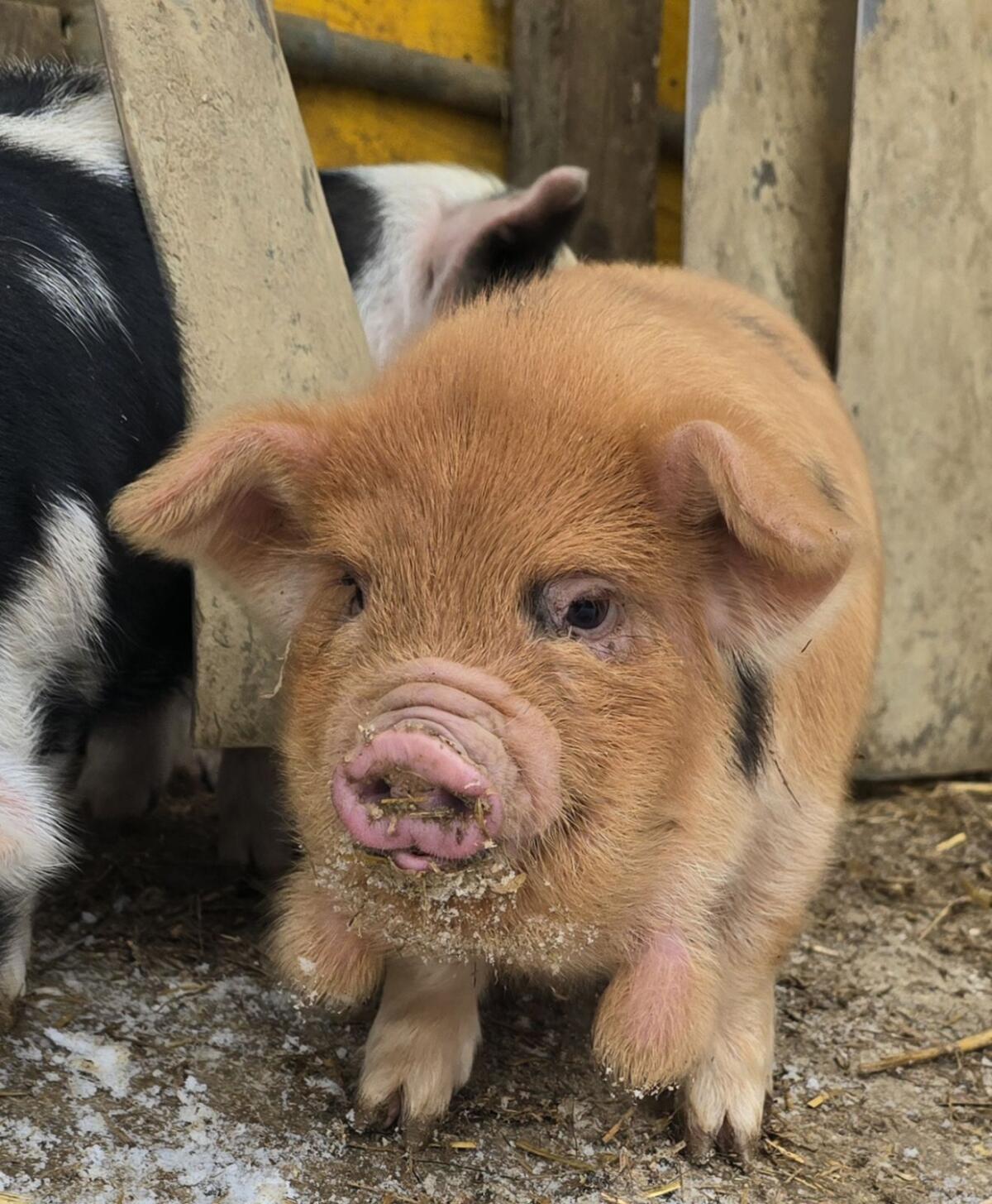 Kune Kune Ferkel 2