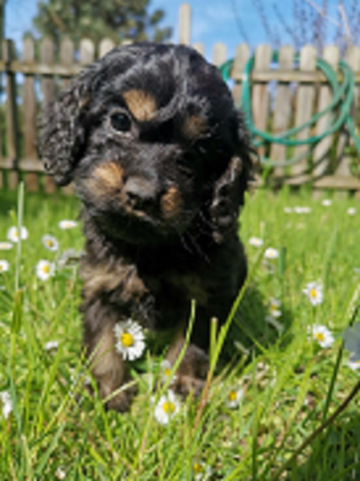 Wunderschöne Cockerdoodle in Planung 2