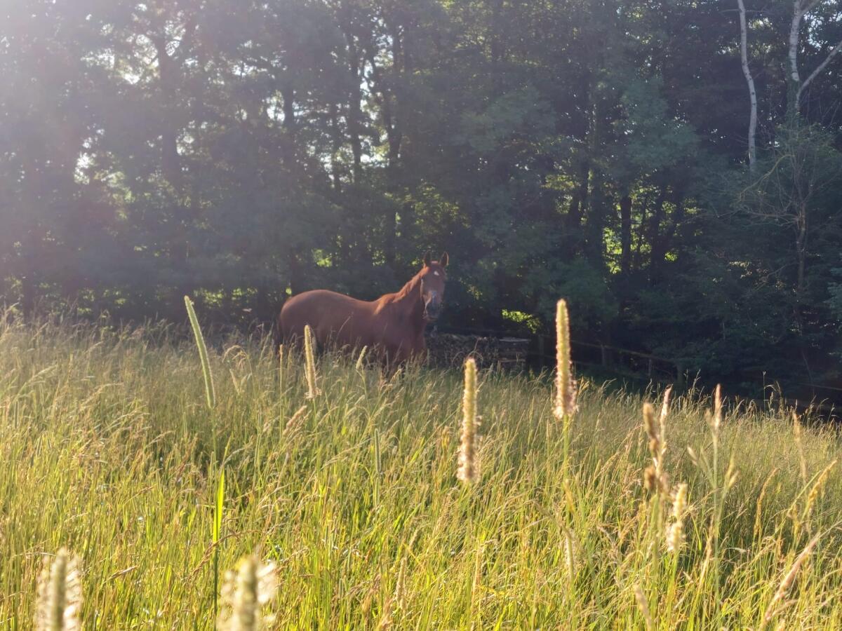 ÖWB-Wallach: Professor sucht Bestplatz 2
