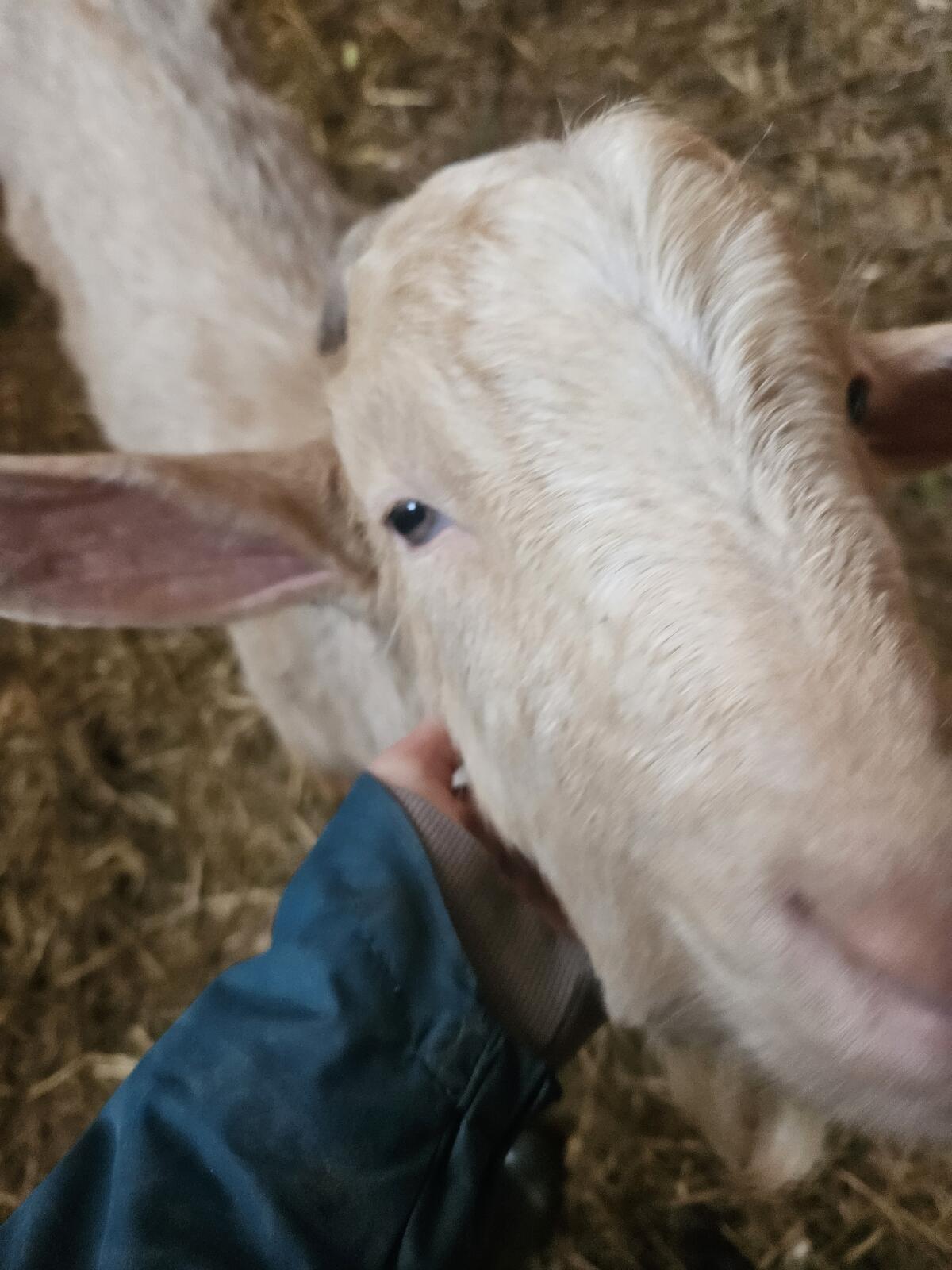 Ziegenbock handzahm 2