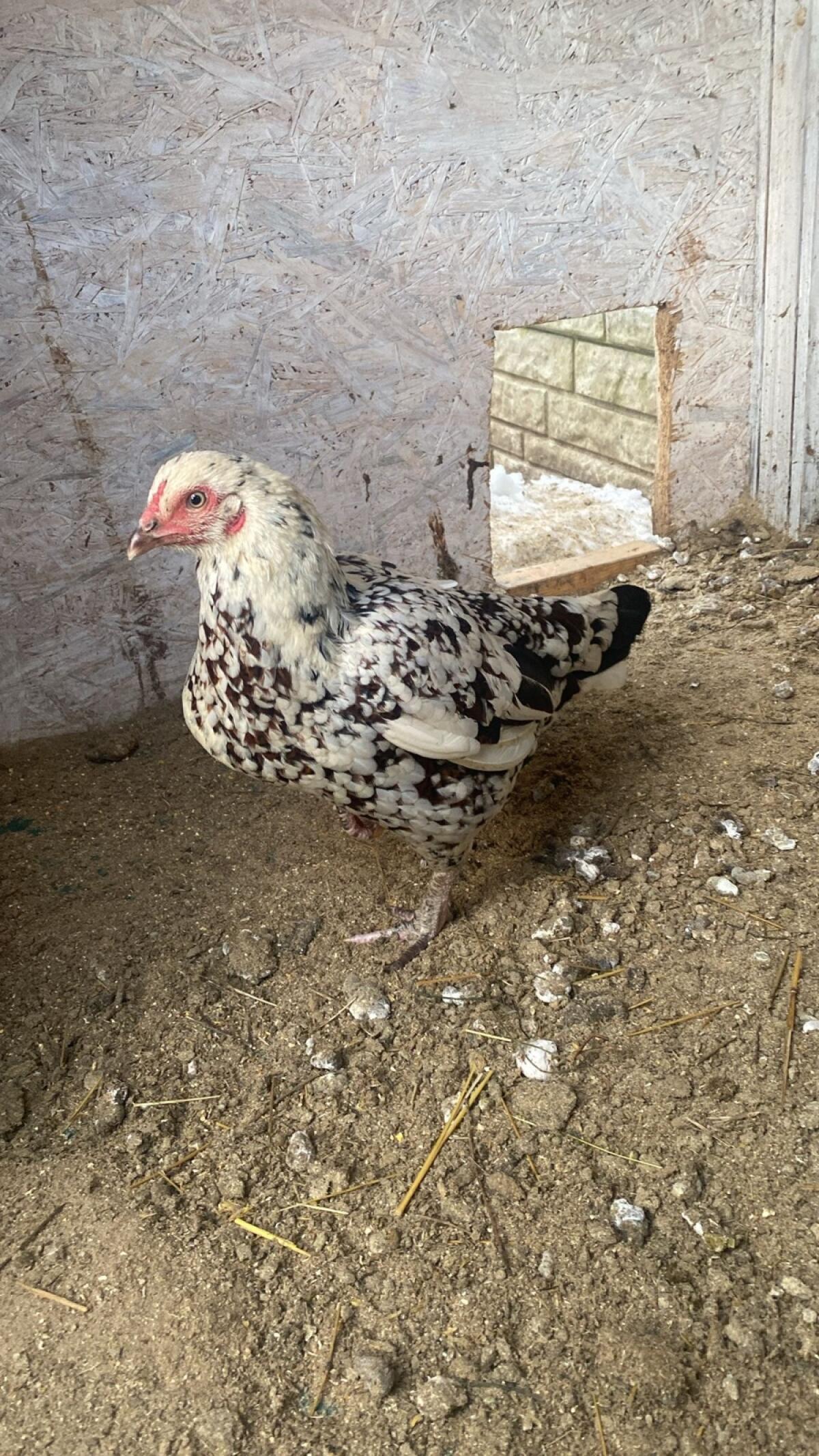 Asil Hühner (Zuchtpaar) 2