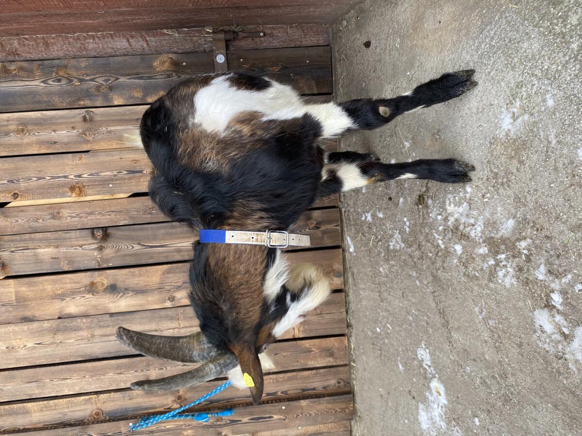 Tauernschecken Bock 3