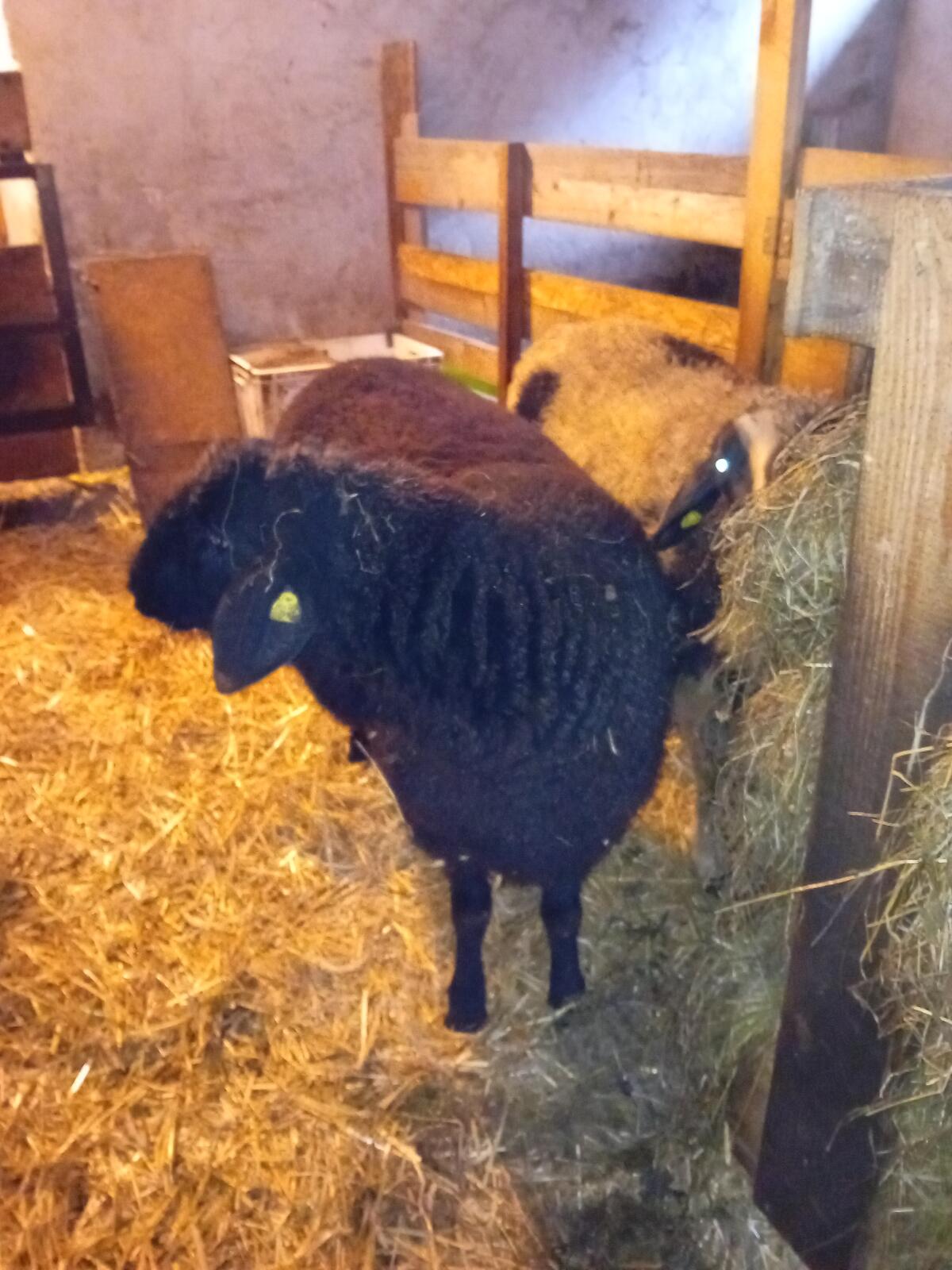 Jurawidder 1 jährig 3