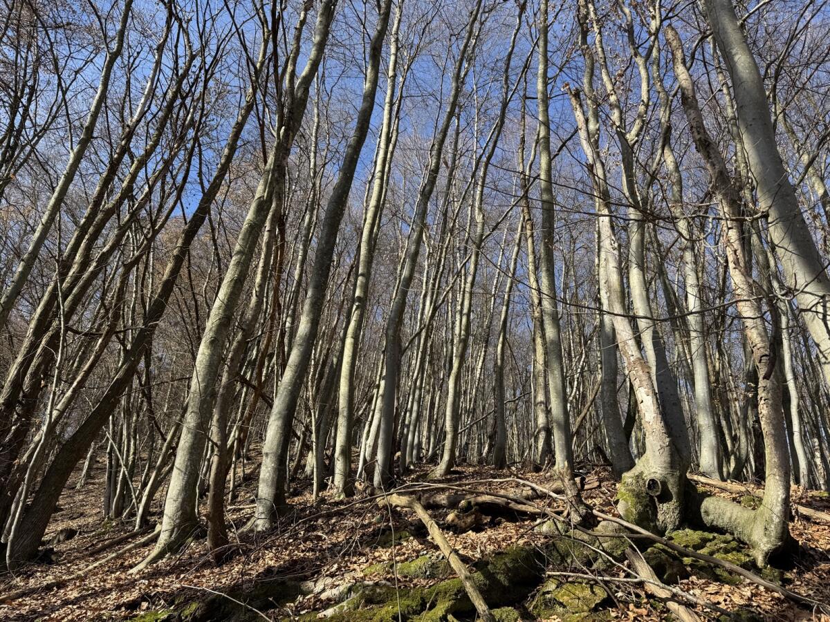 Buchenholz für Weiterverarbeiter / gerade Stangen/ Stämme 2