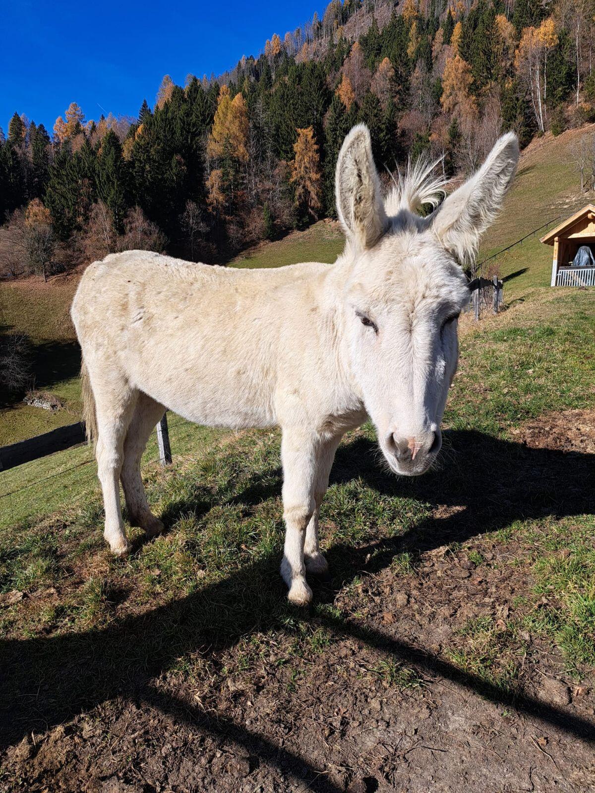 Zwergesel Hengst und Stute 2