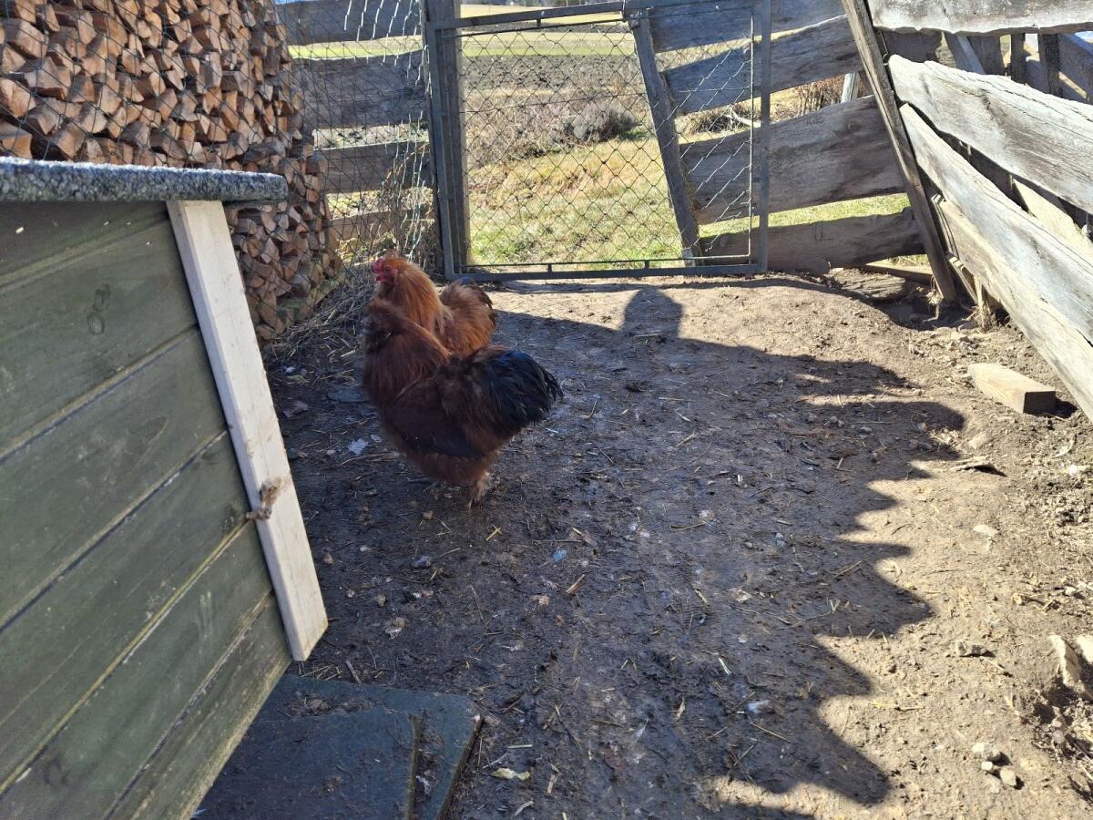 Seidenhahn zu verschenken 2