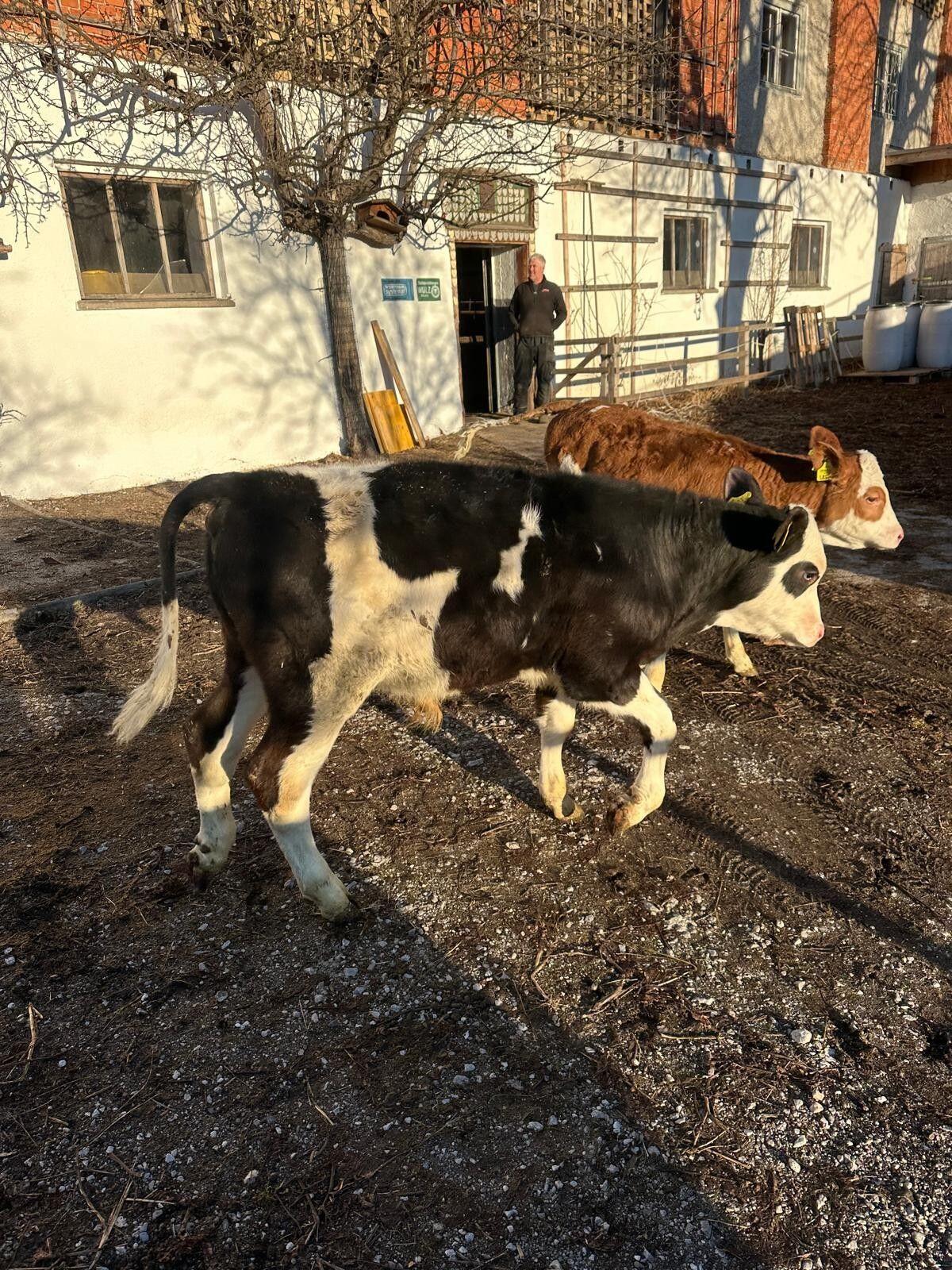 verkaufe Stierkalb 2