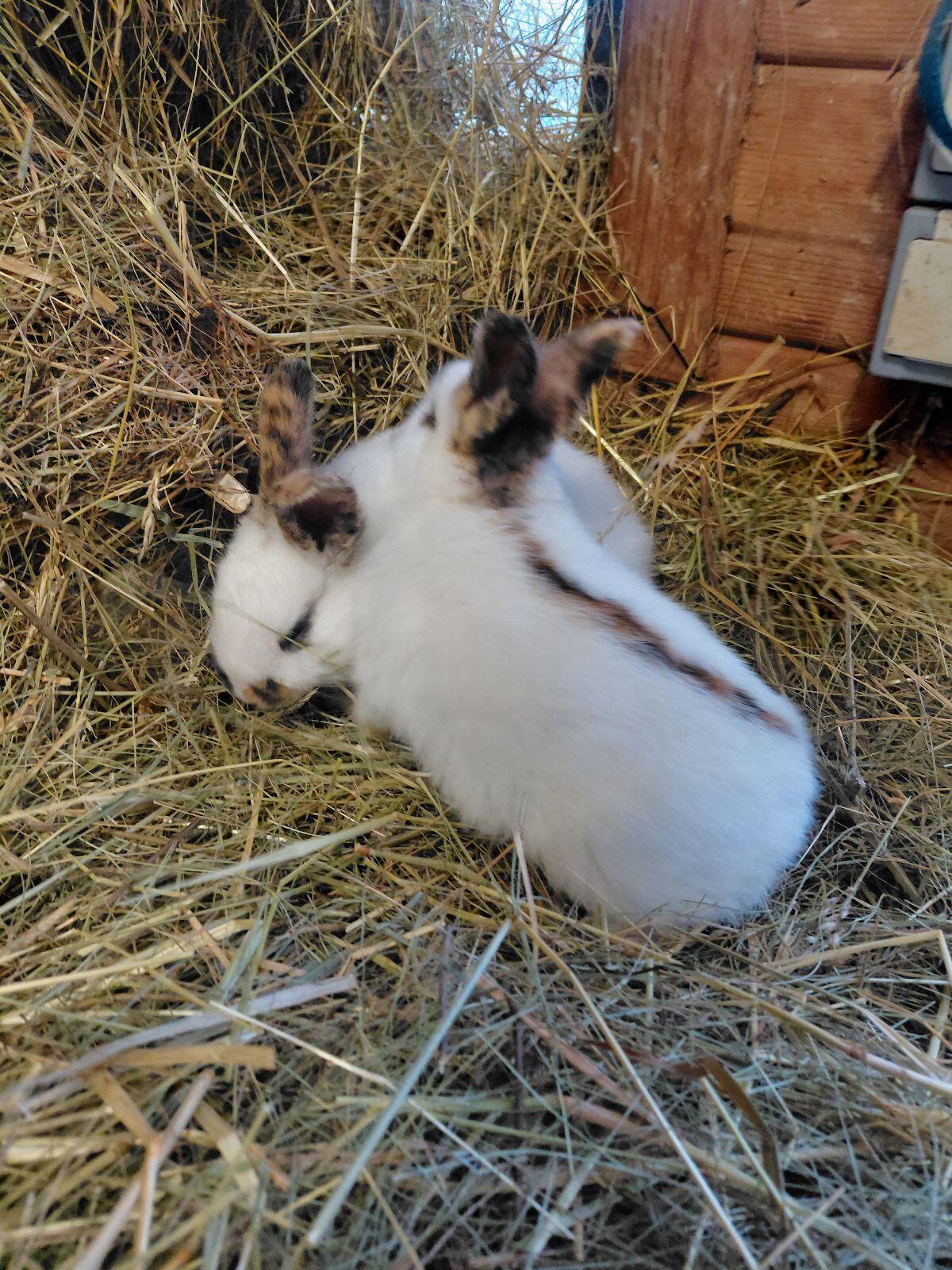 Dreifarbenschecken Rammler 3