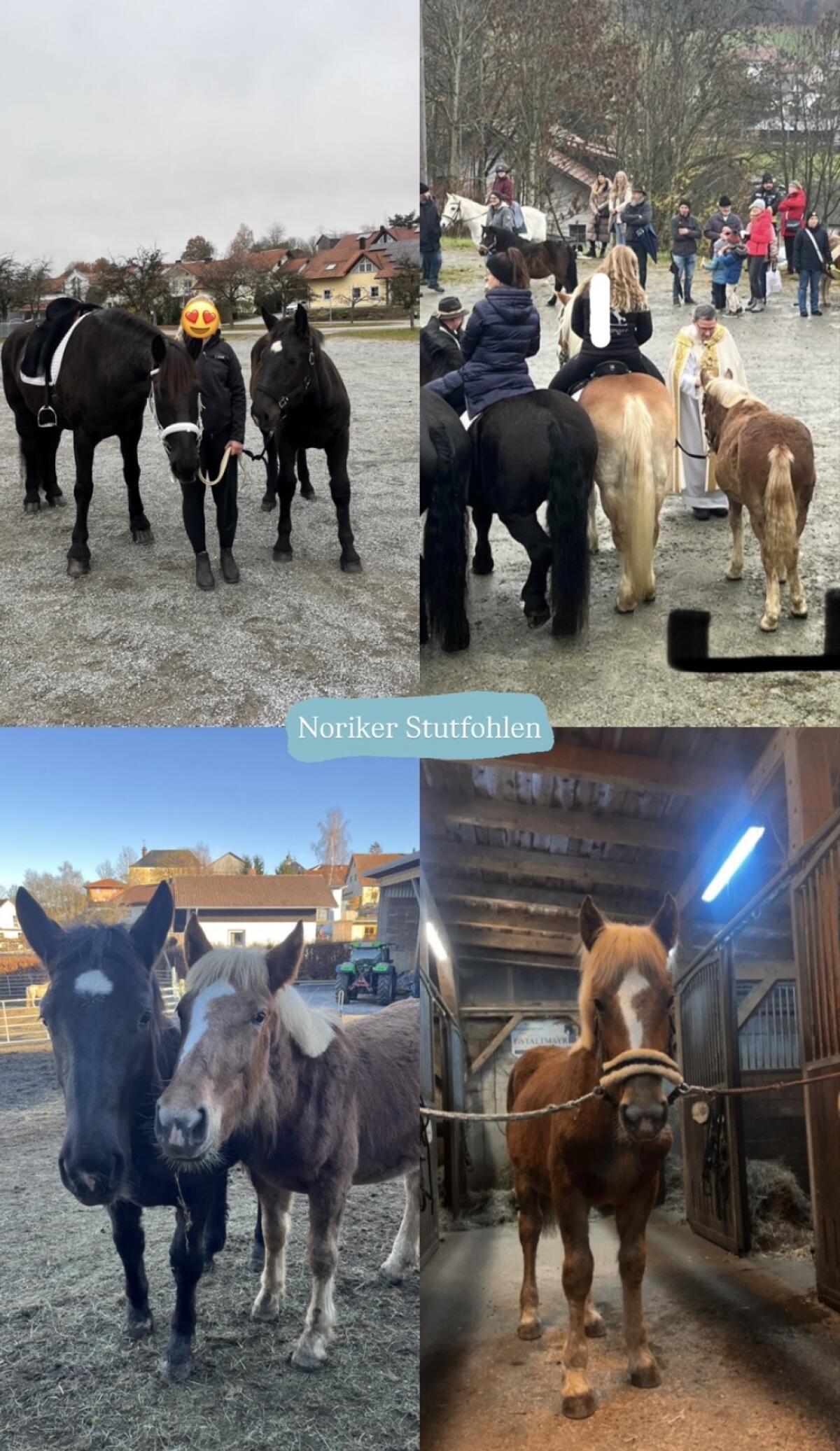 Verschiedene Pferde zu verkaufen 3