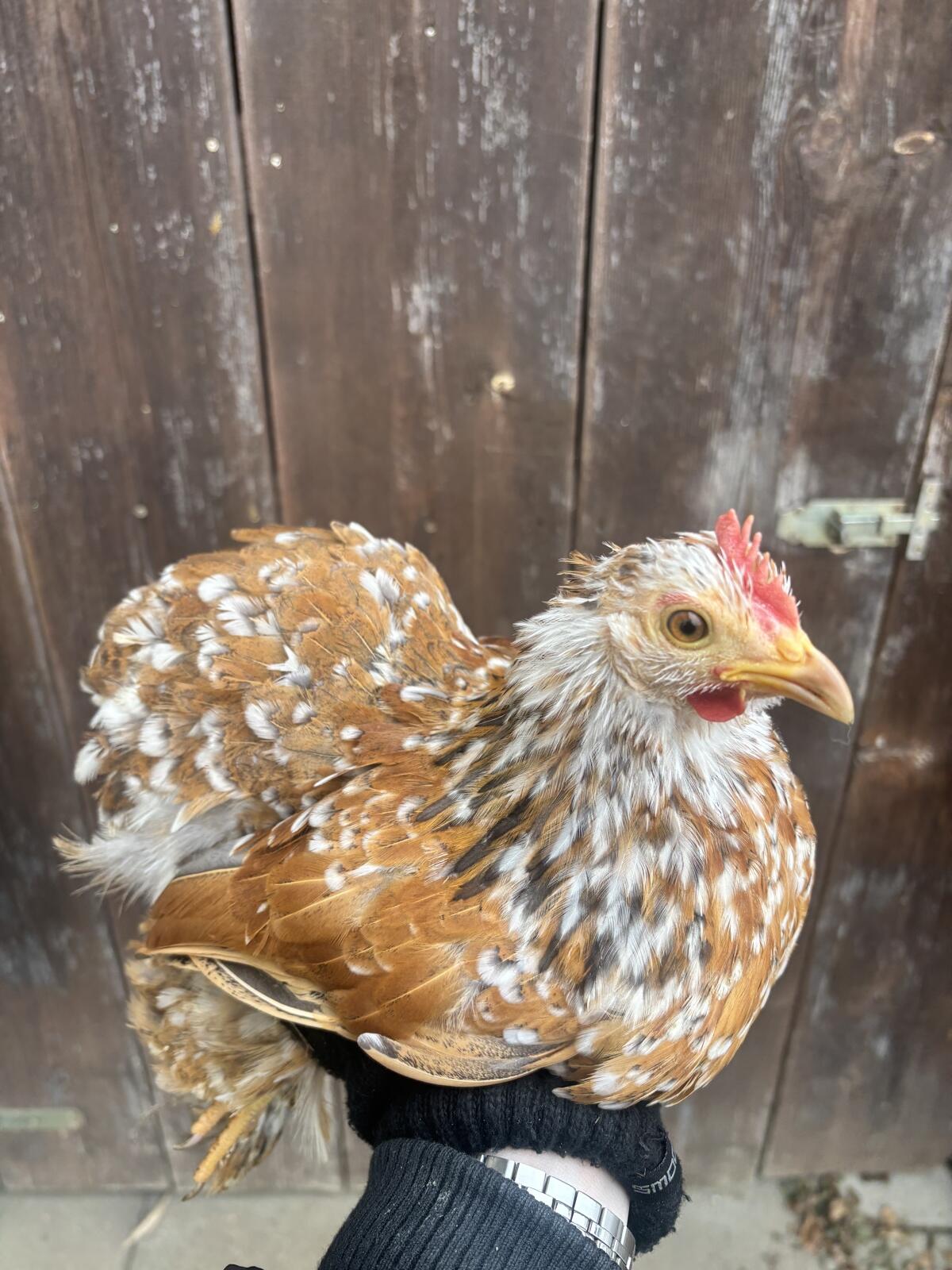 Zwerg Cochin Hennen 2