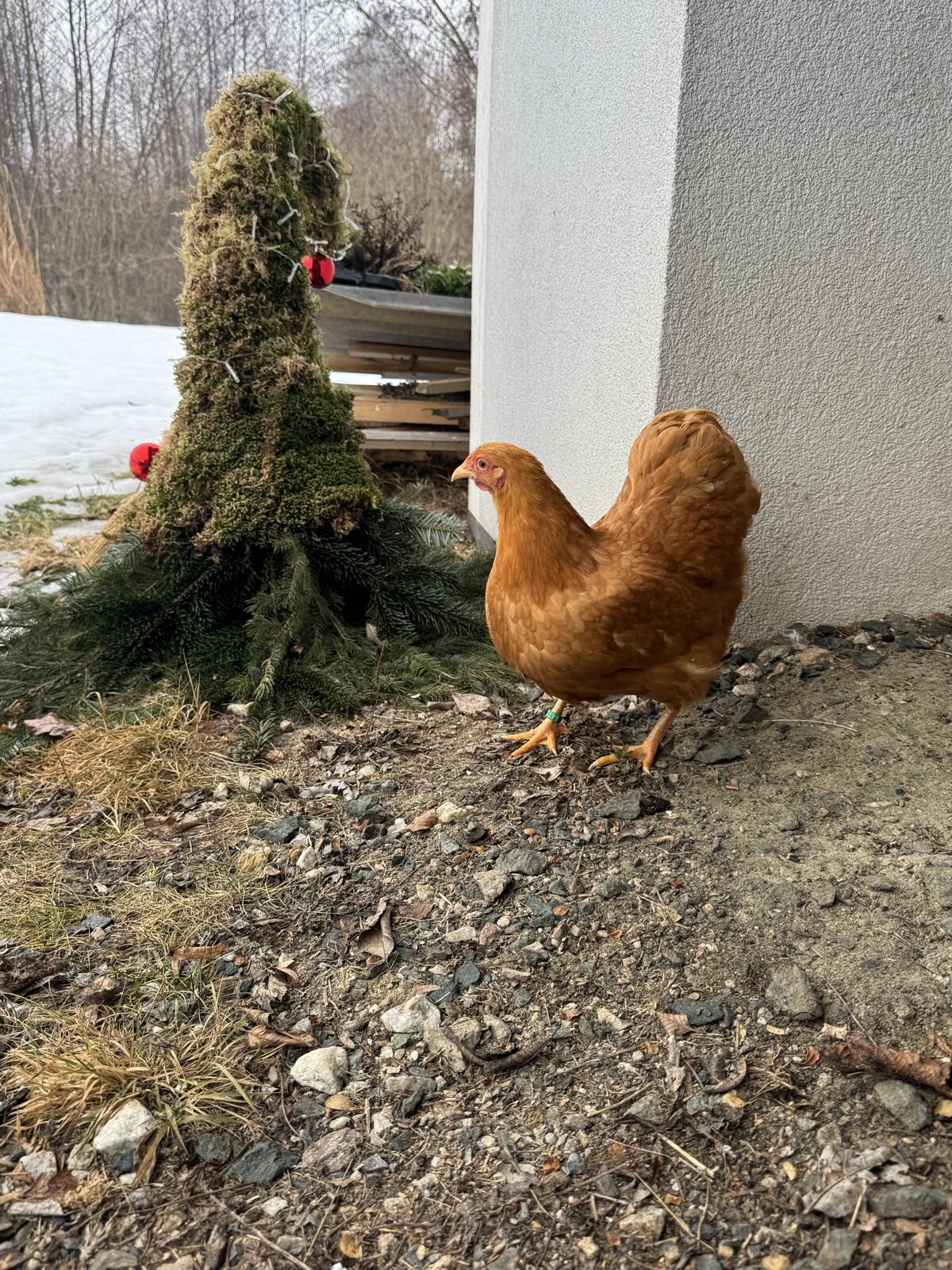 Zuchtstamm Zwerg-Wyandotten gelb 2