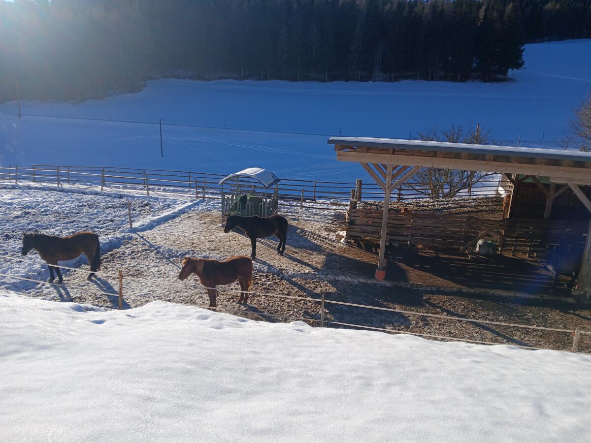 Einstellplatz Offenstall 3