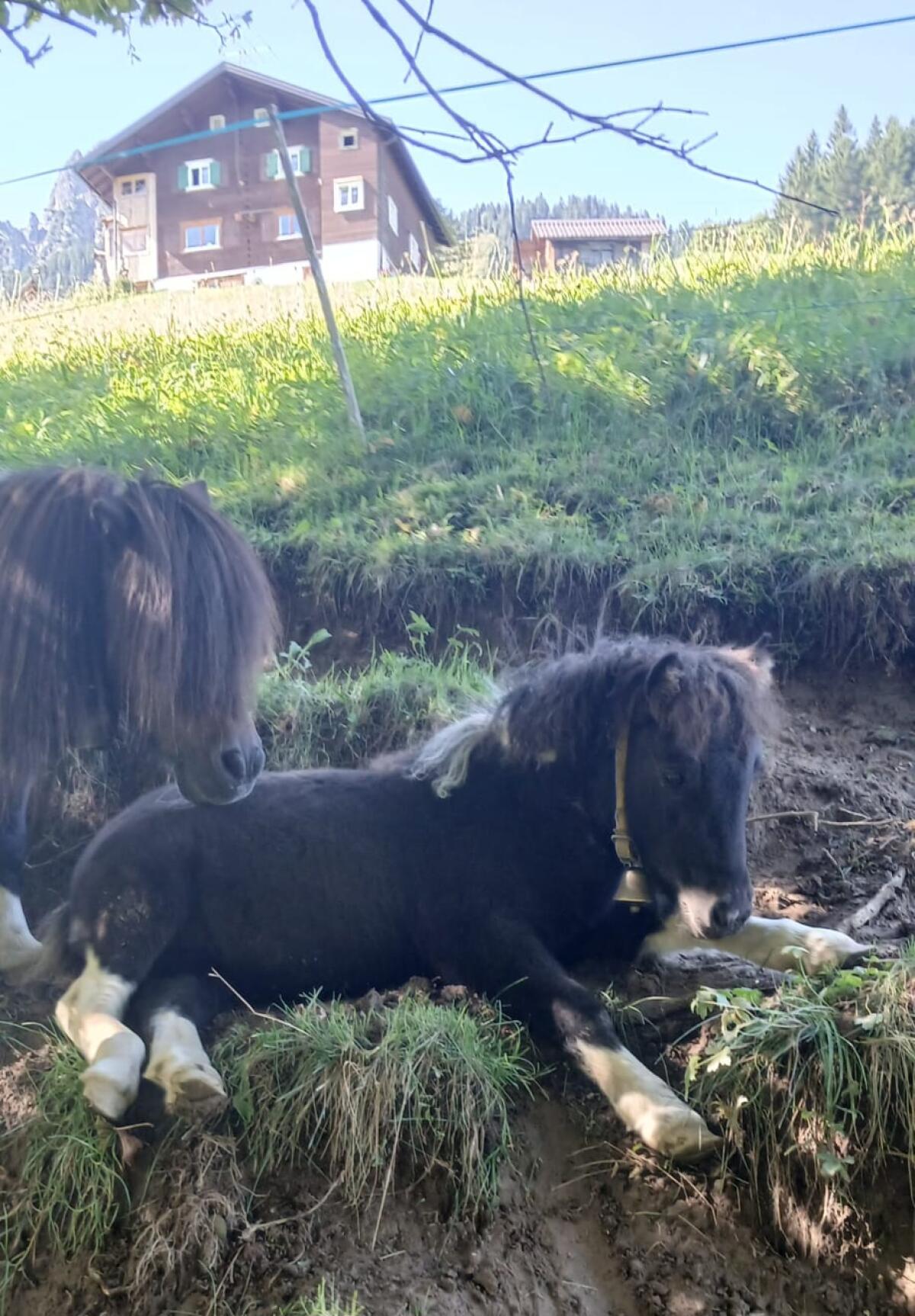 Mini-Shetty Stutfohlen 3