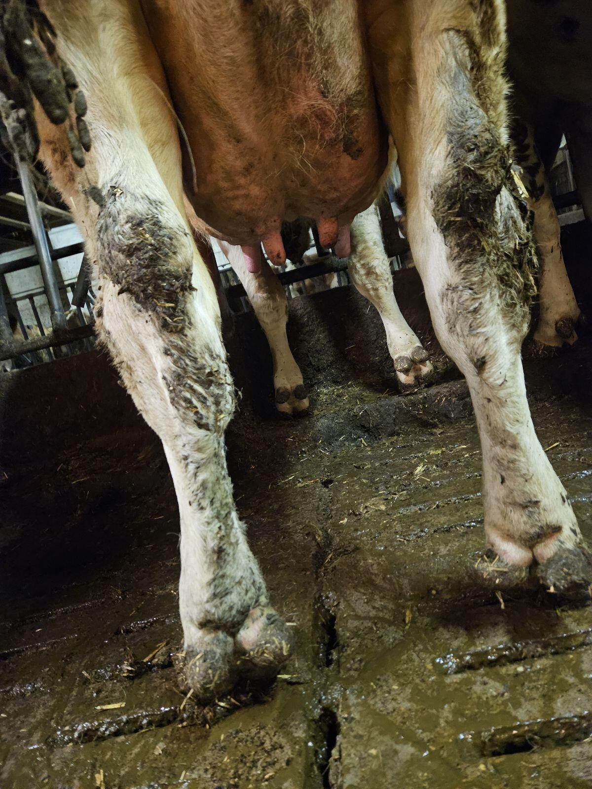 Milchkuh 2 Lak. 40kg 2