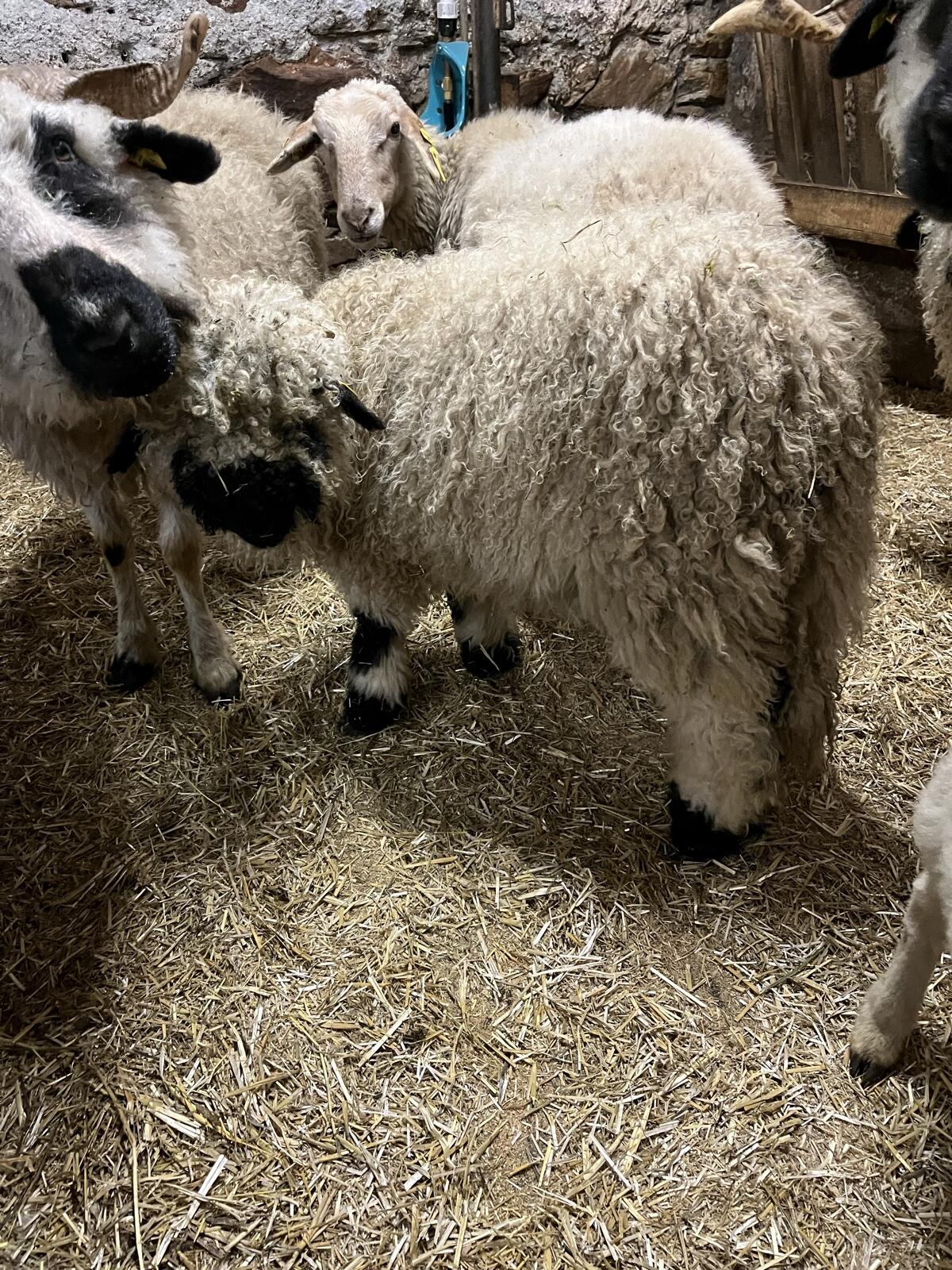 Weibliche Walliser Schwarznasenschafe 3