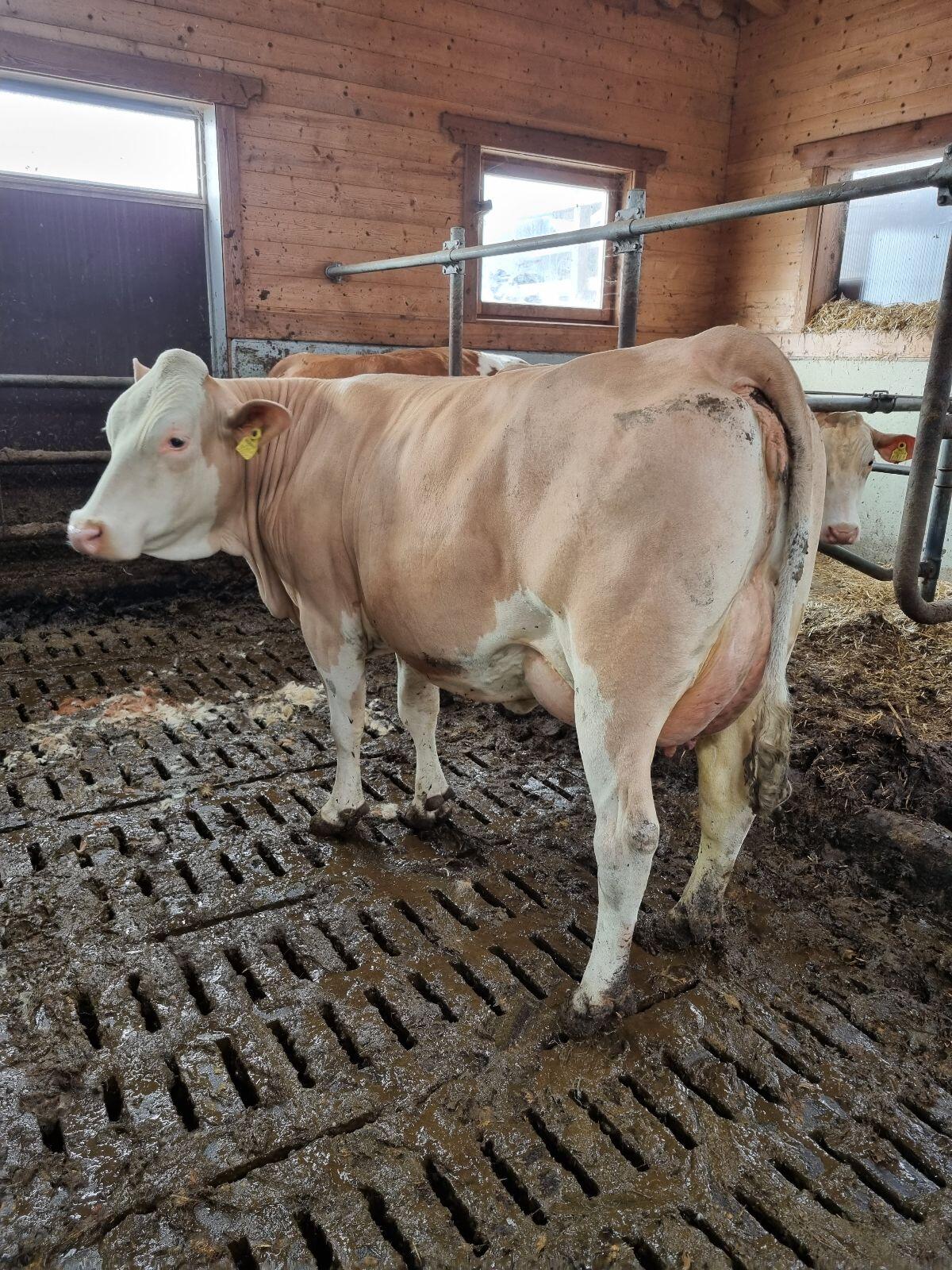 Bio FL oder FL×RF Jungkühe 3