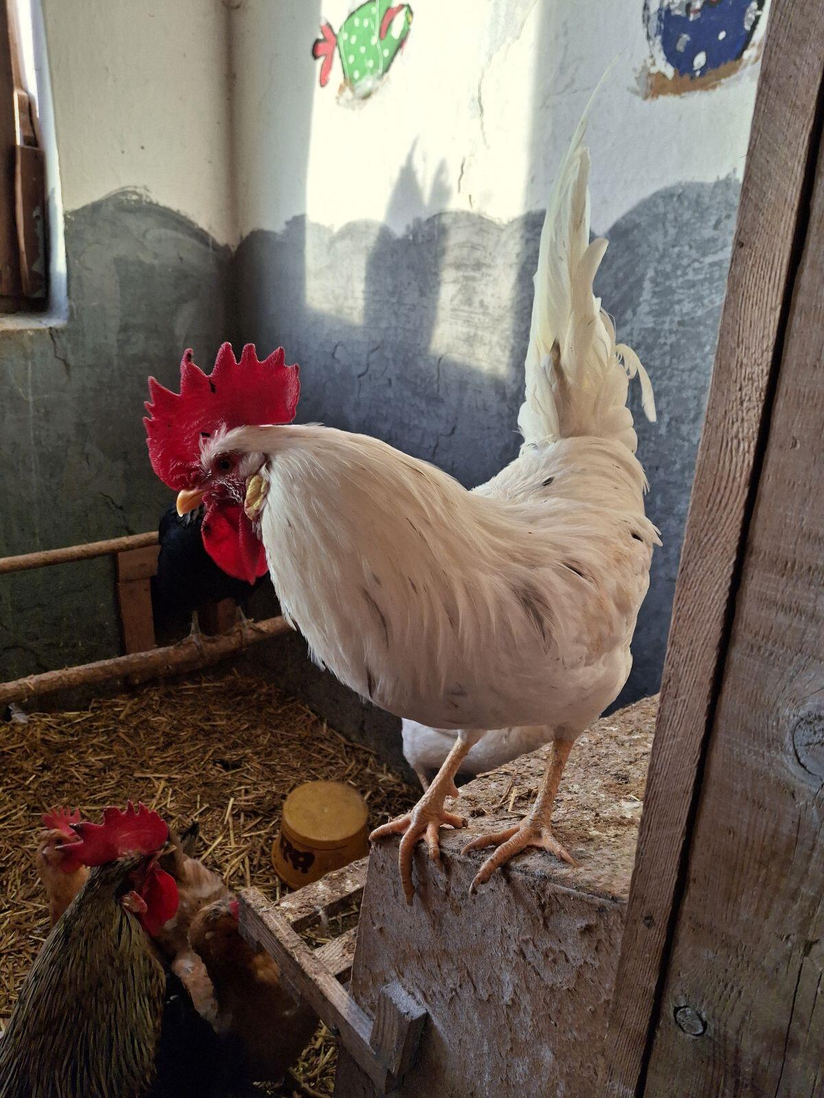 Hahn zu verschenken 3