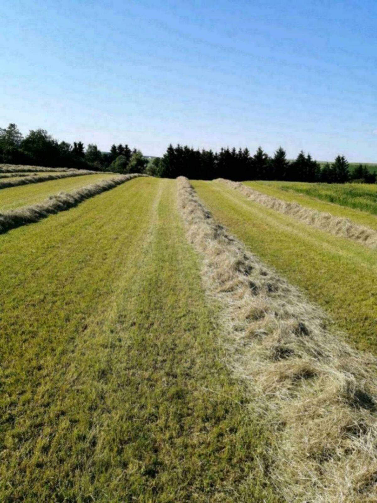 Wiesen-Heu Bio, Waldviertel 2