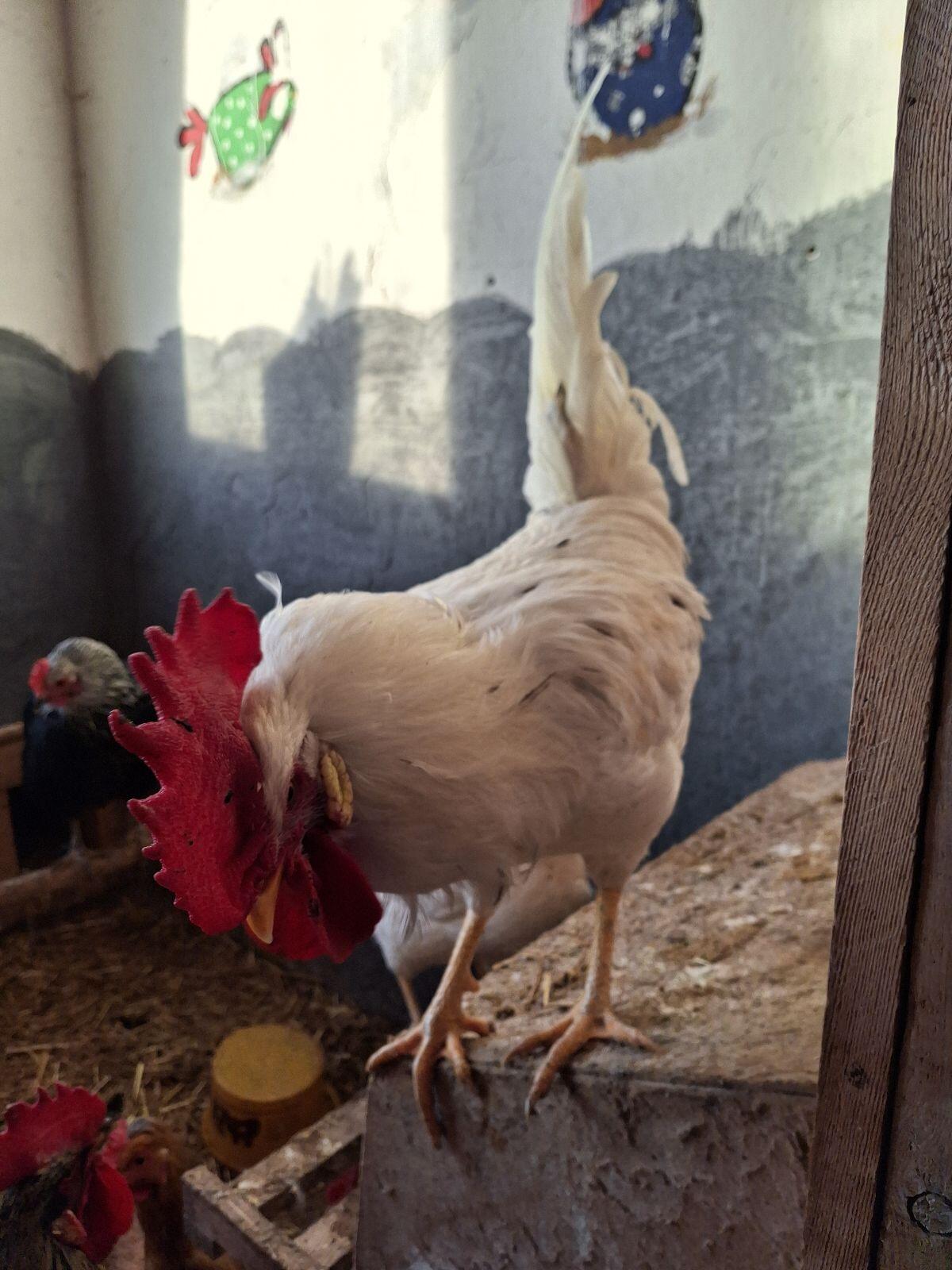 Hahn zu verschenken 2