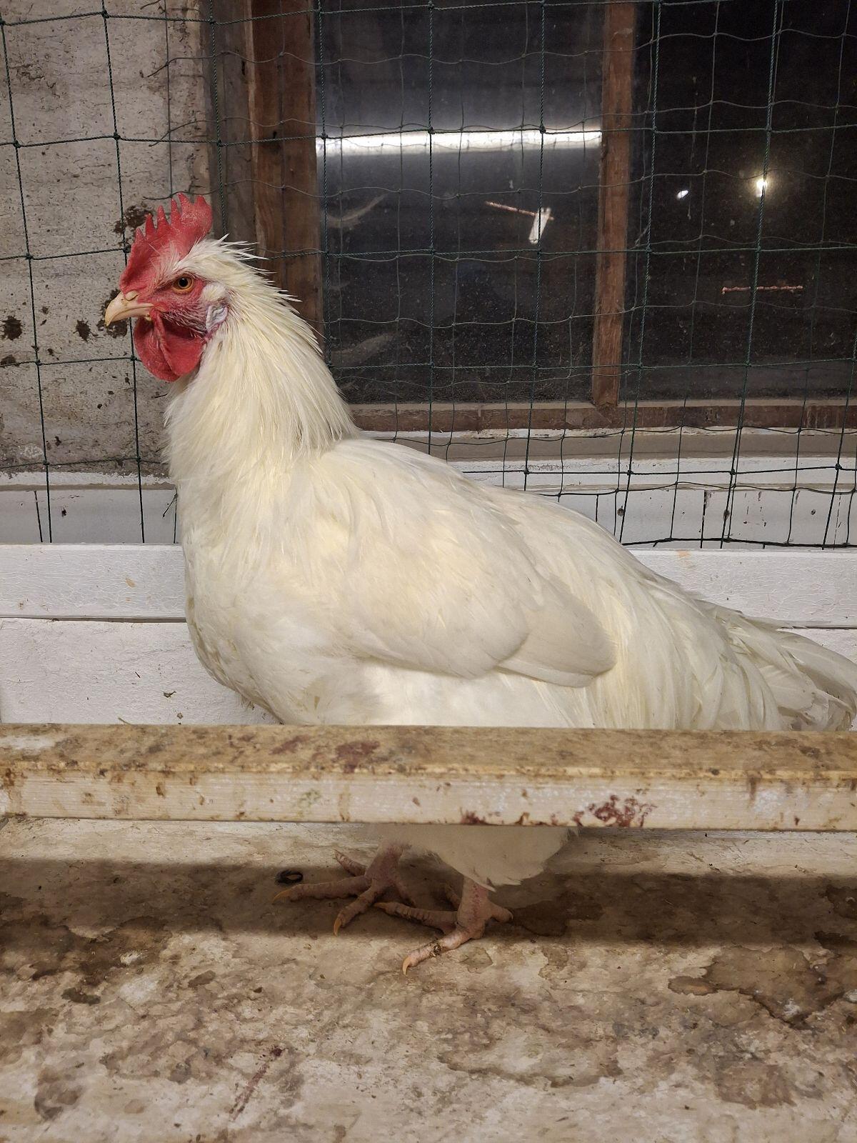 Rassegeflügel Hähne Hühner Sulmtaler Wyandotte 3