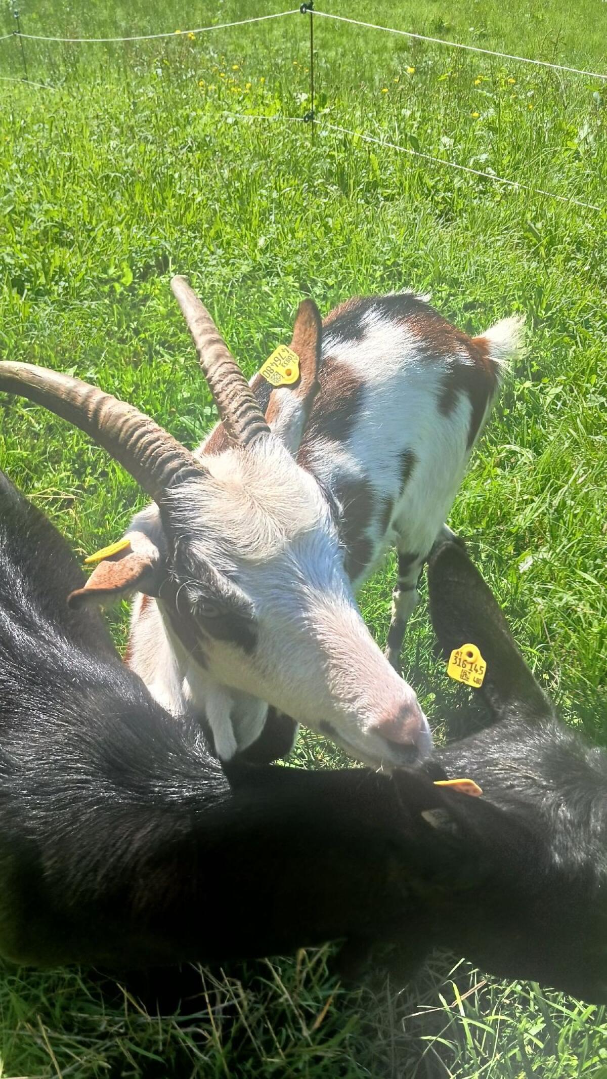Verkaufe 2 Jährige Tauernscheckenziege 3