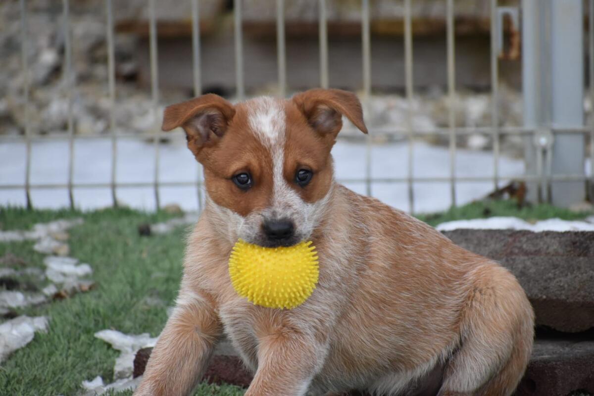 Australian Cattle Dog 2