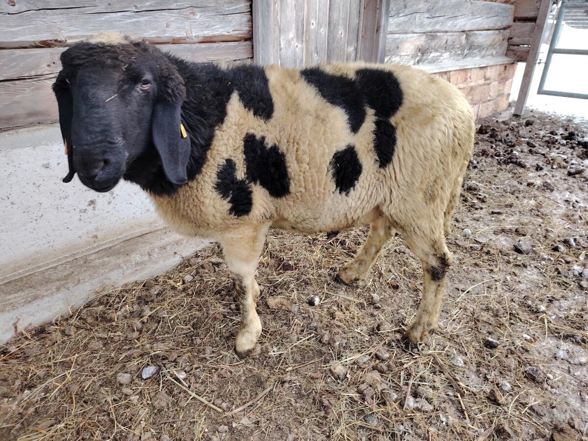 Gescheckte HB-Widder zu verkaufen! 3