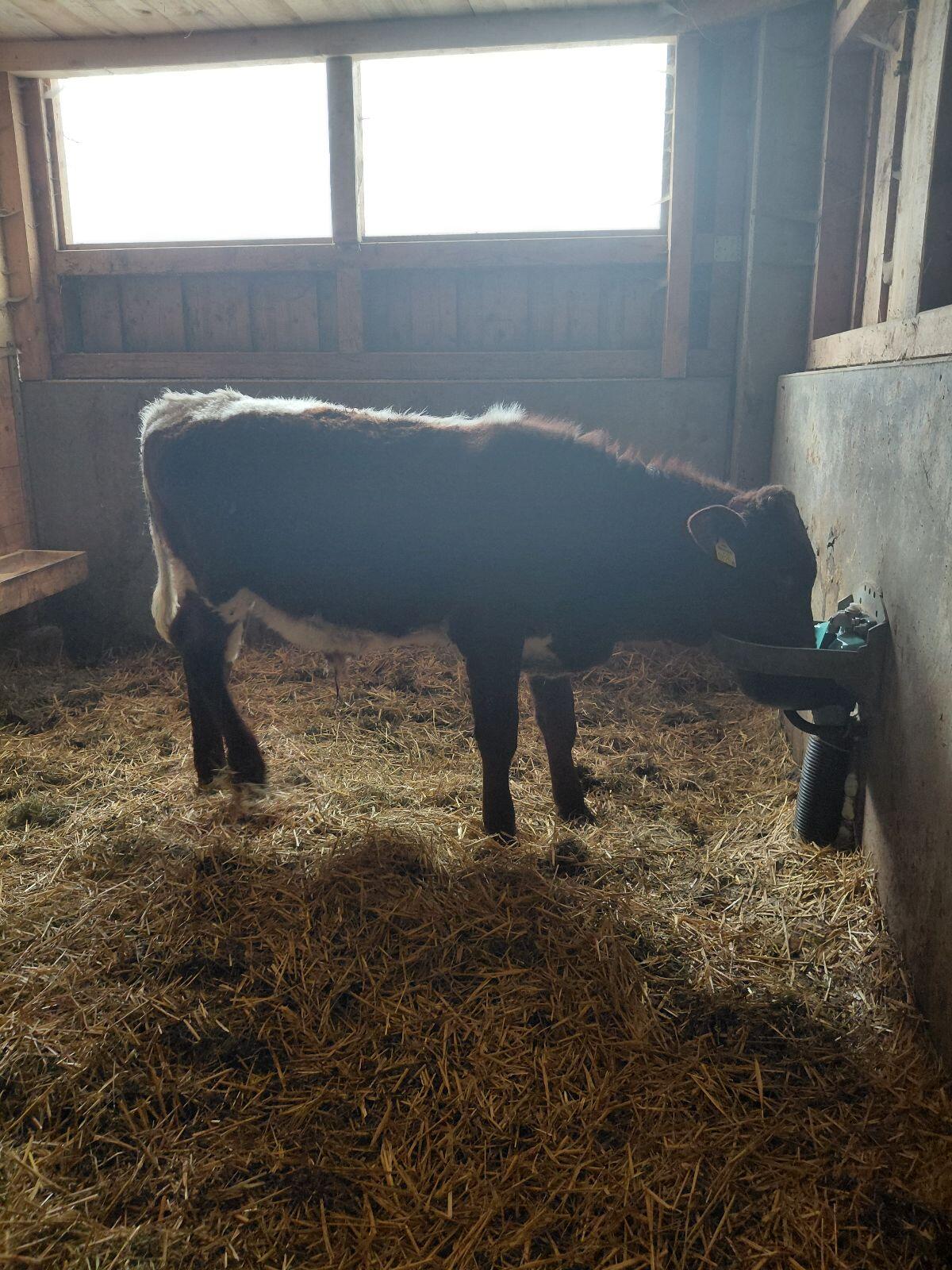 Reinrassiger Pinzgauer Stier zu verkaufen 3