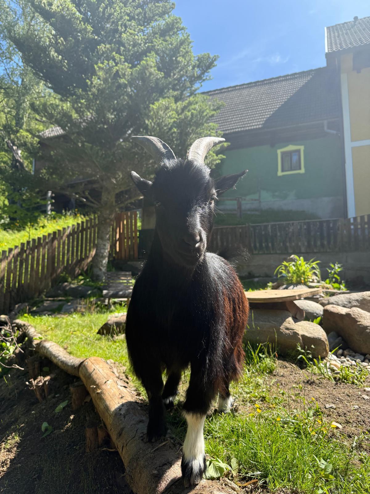 2 Zwergziegenböcke suchen ein neues Zuhause 3