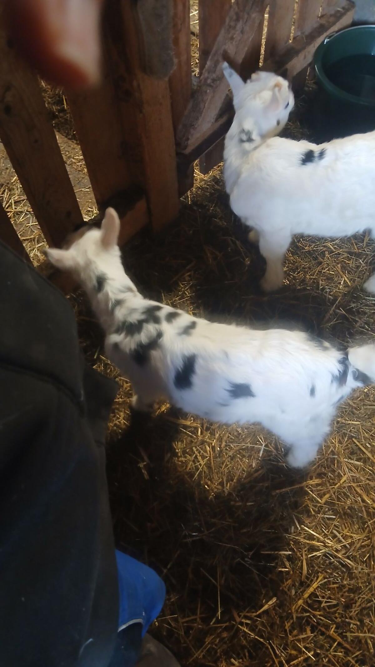 Verkaufe Weibliches Tauernscheckenkitz 2