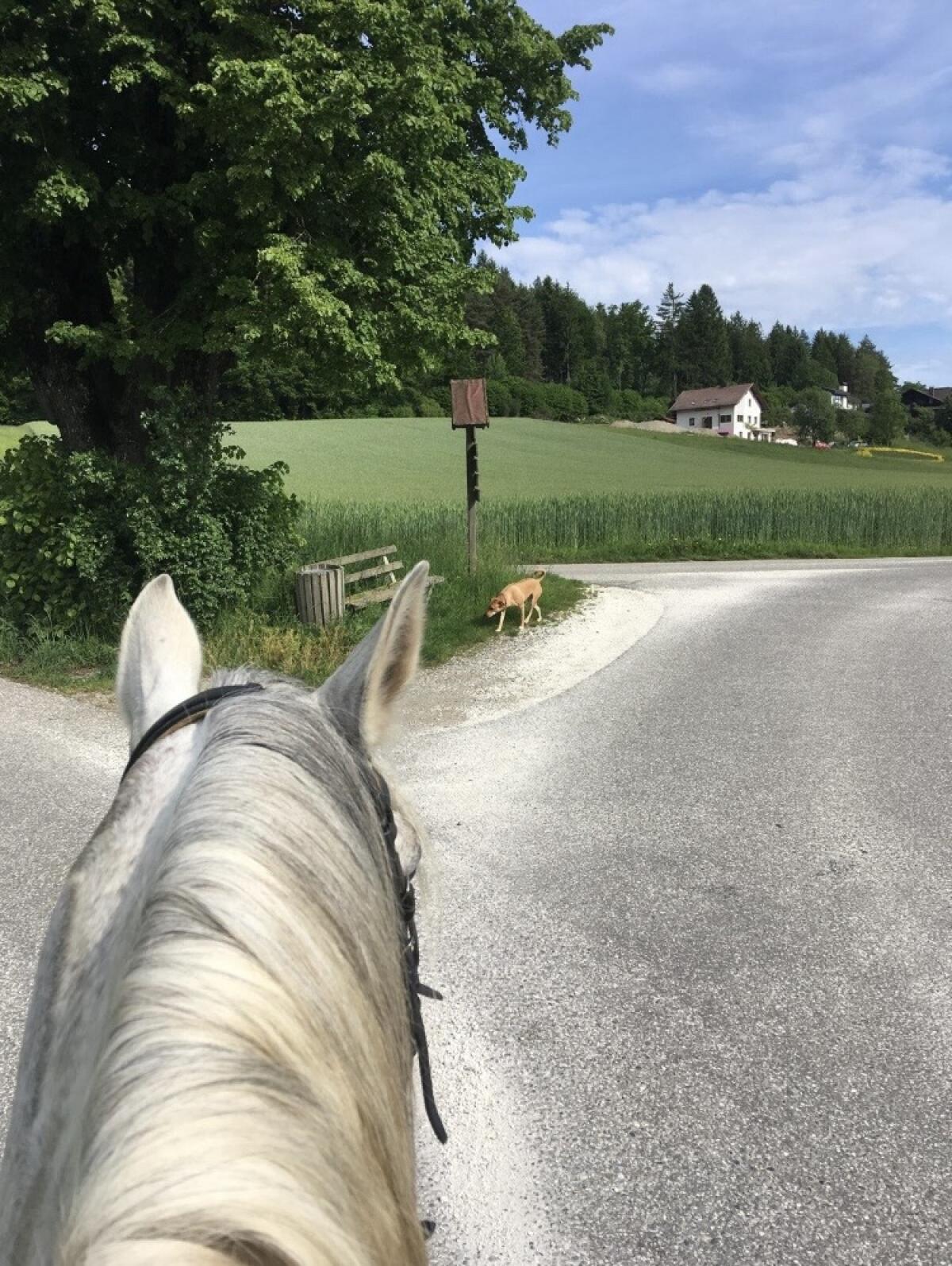 Vollblutaraberhengst zu verkaufen 3