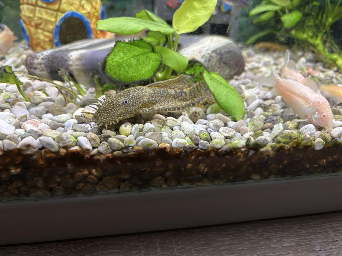 Long Fin Antennenwels 3