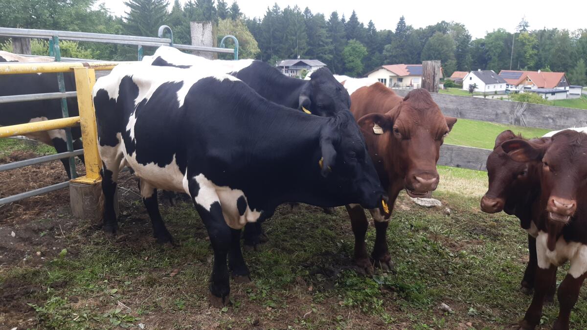 Pinzgauer Zuchtrinder 3